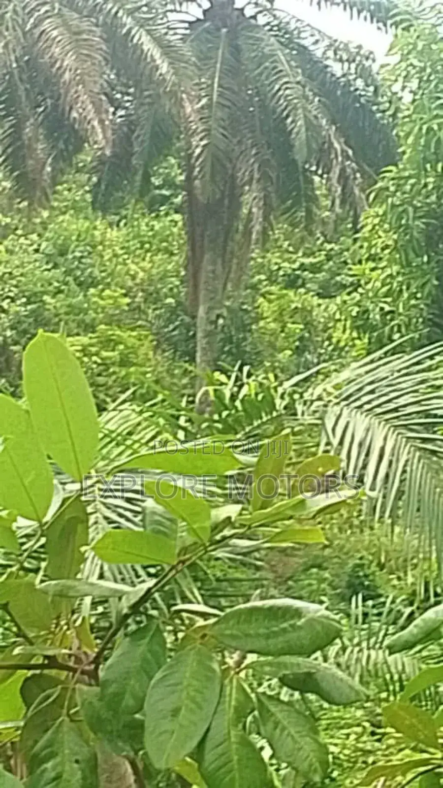 200 Hectares (1,200) Plots of Land in Ozo Abam Arochukwu in Arochukwu