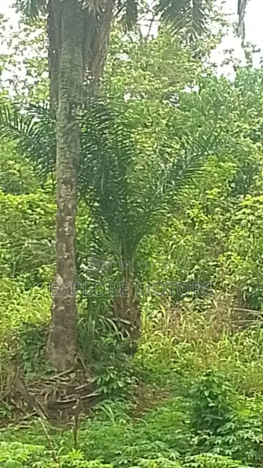 200 Hectares (1,200) Plots of Land in Ozo Abam Arochukwu in Arochukwu