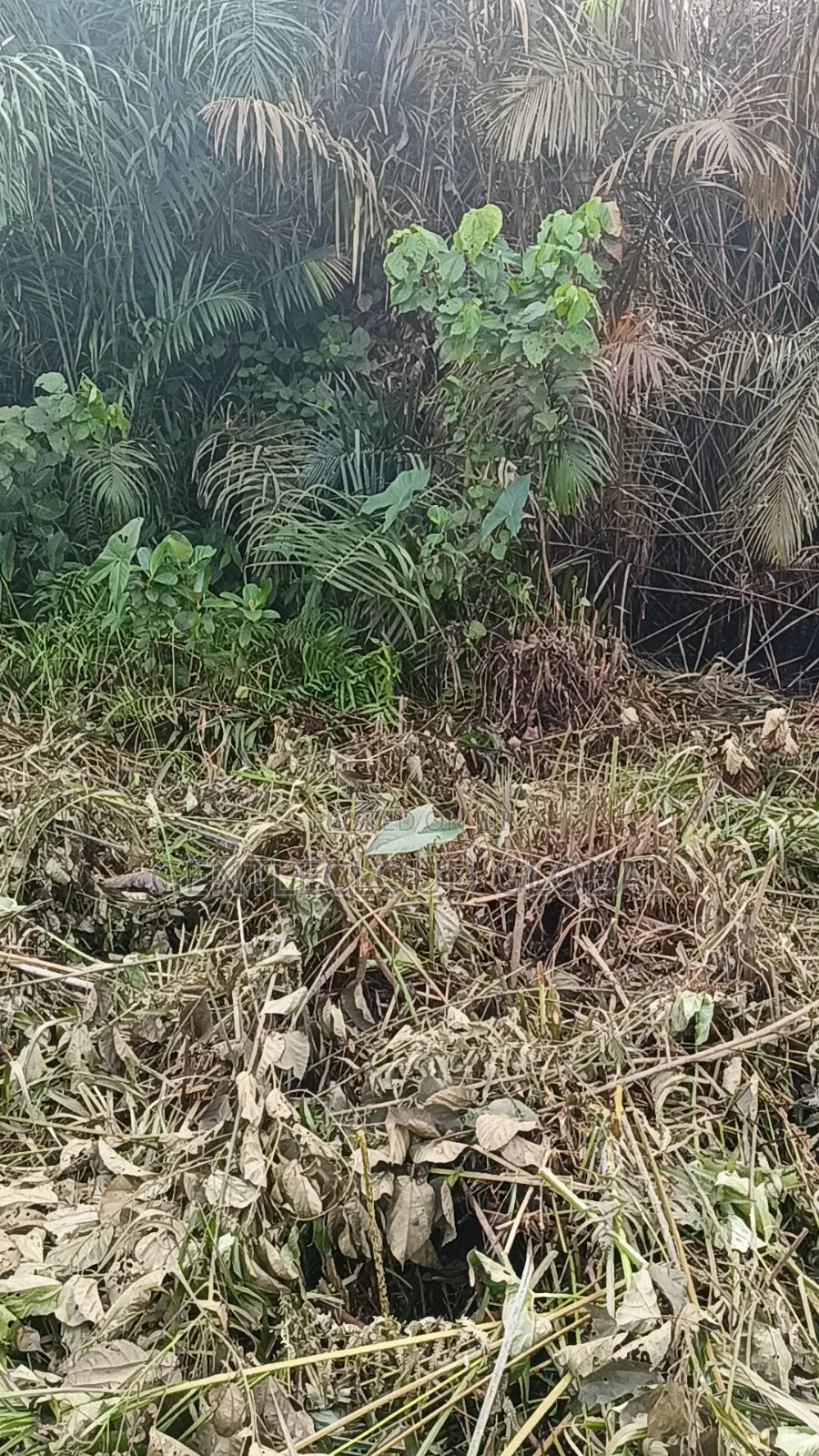 Land for Sale in Ojo