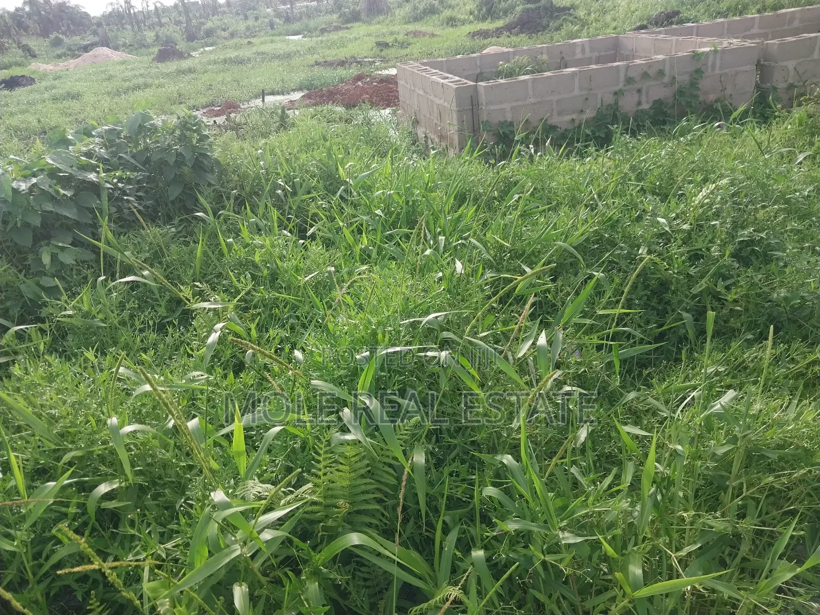Fish Farm in 3 Plots Prime Location Abule Egba in Abule Egba