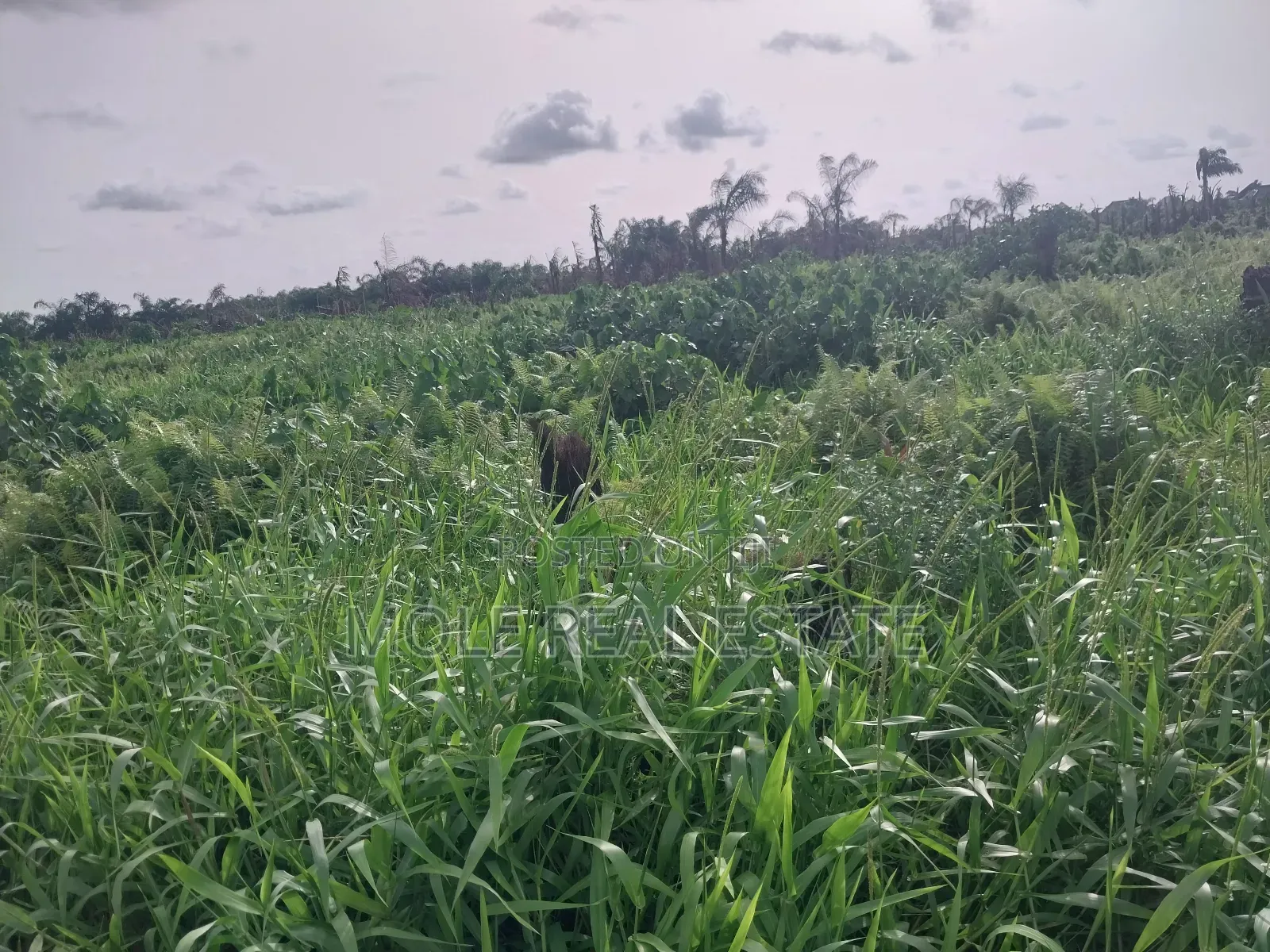 5871sqm Plot on Alexander Road Old Ikoyi Lagos in Ikoyi