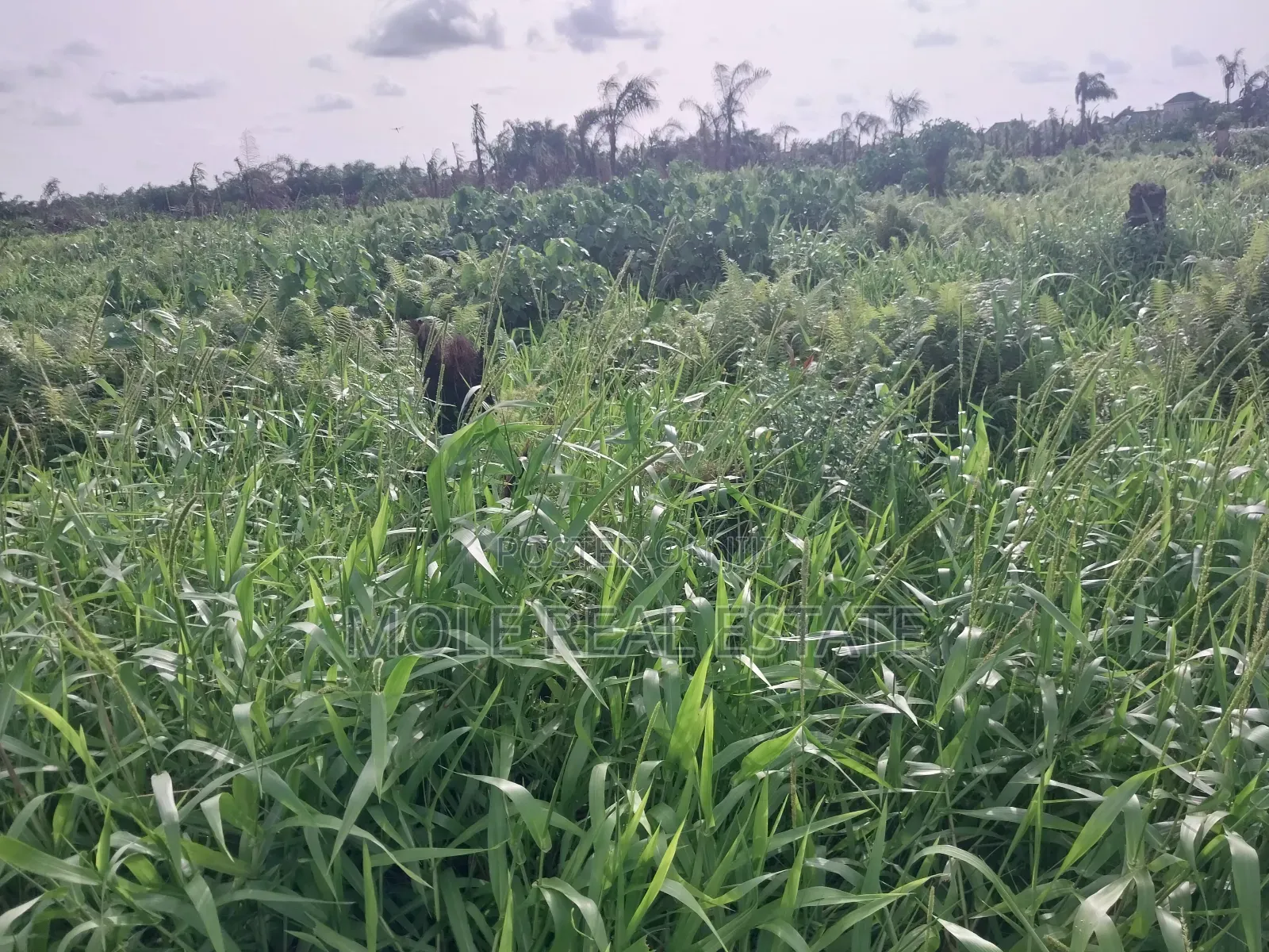 5871sqm Plot on Alexander Road Old Ikoyi Lagos in Ikoyi