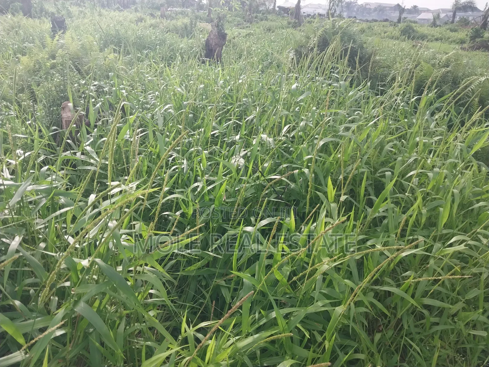 2 500sqm Directly on Alexander Road Ikoyi Lagos in Ikoyi