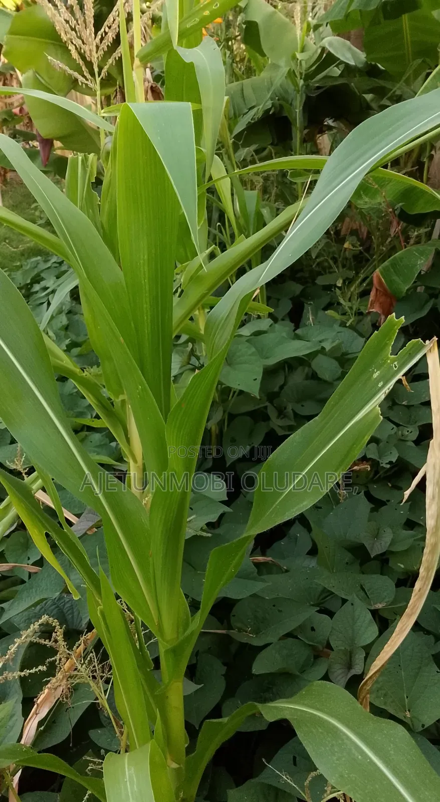 Land and Plots for Sale in Ado Ekiti