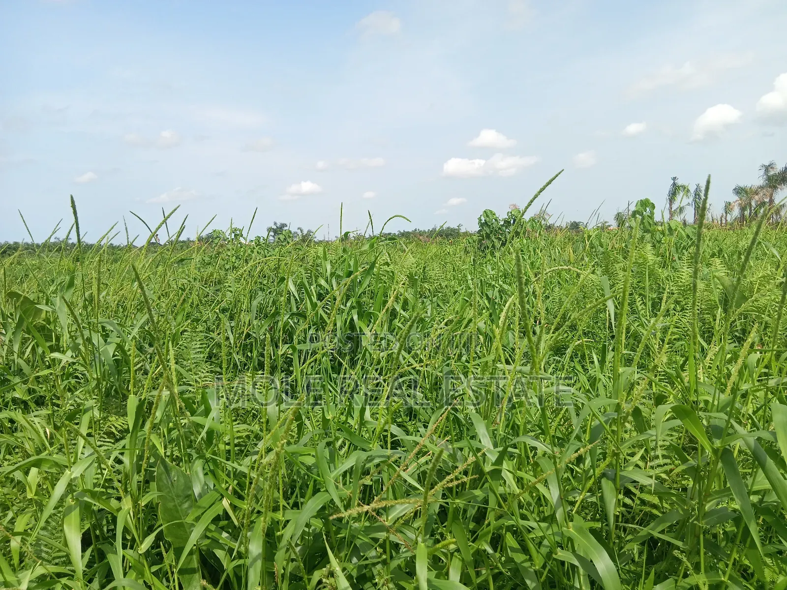 9 Acres Of Dry Land 4 Sale By Redeem New Auditorium in Obafemi-Owode