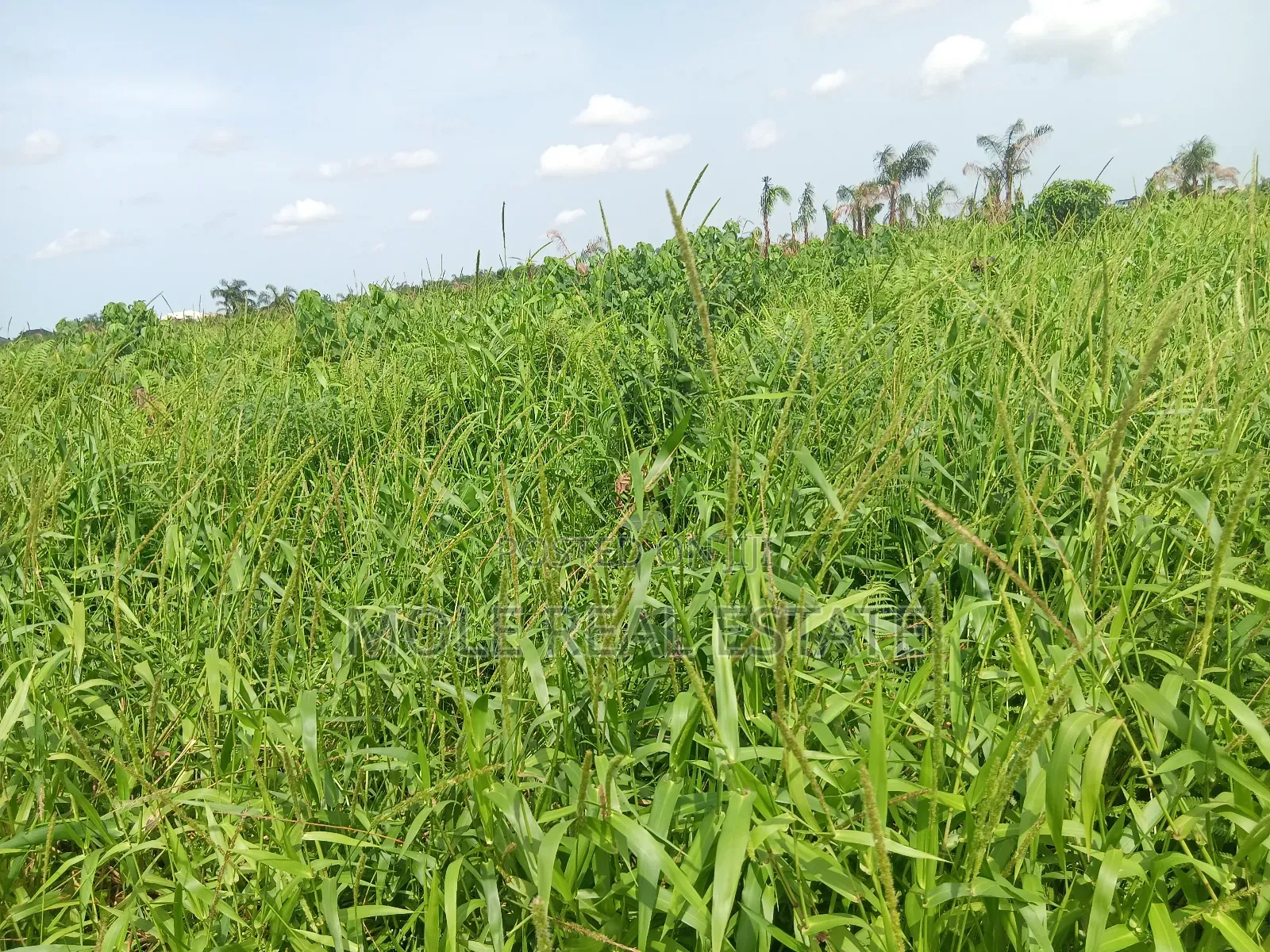 Old Ikoyi Plots 4 Sale Updated List in Old Ikoyi