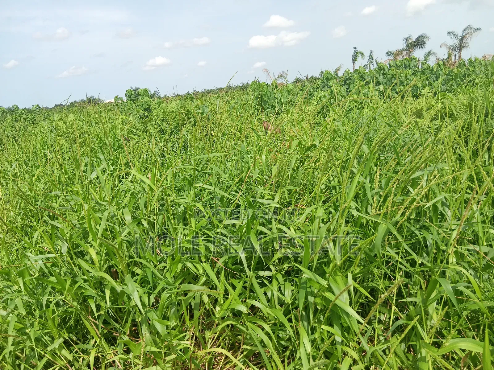 Old Ikoyi Plots 4 Sale Updated List in Old Ikoyi
