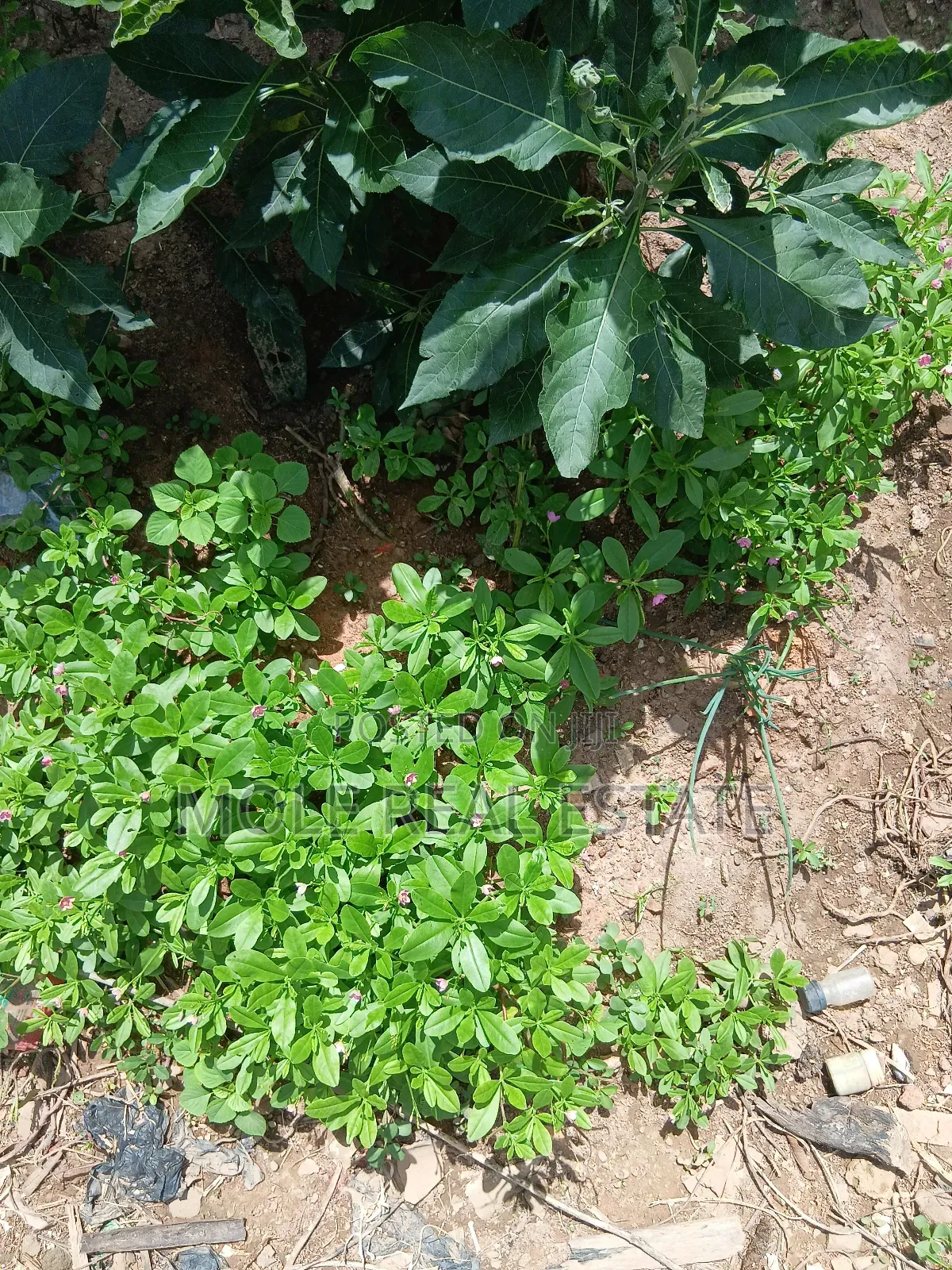 5 Plots 4 Sale Awenla Ifo Ogun State in Ifo