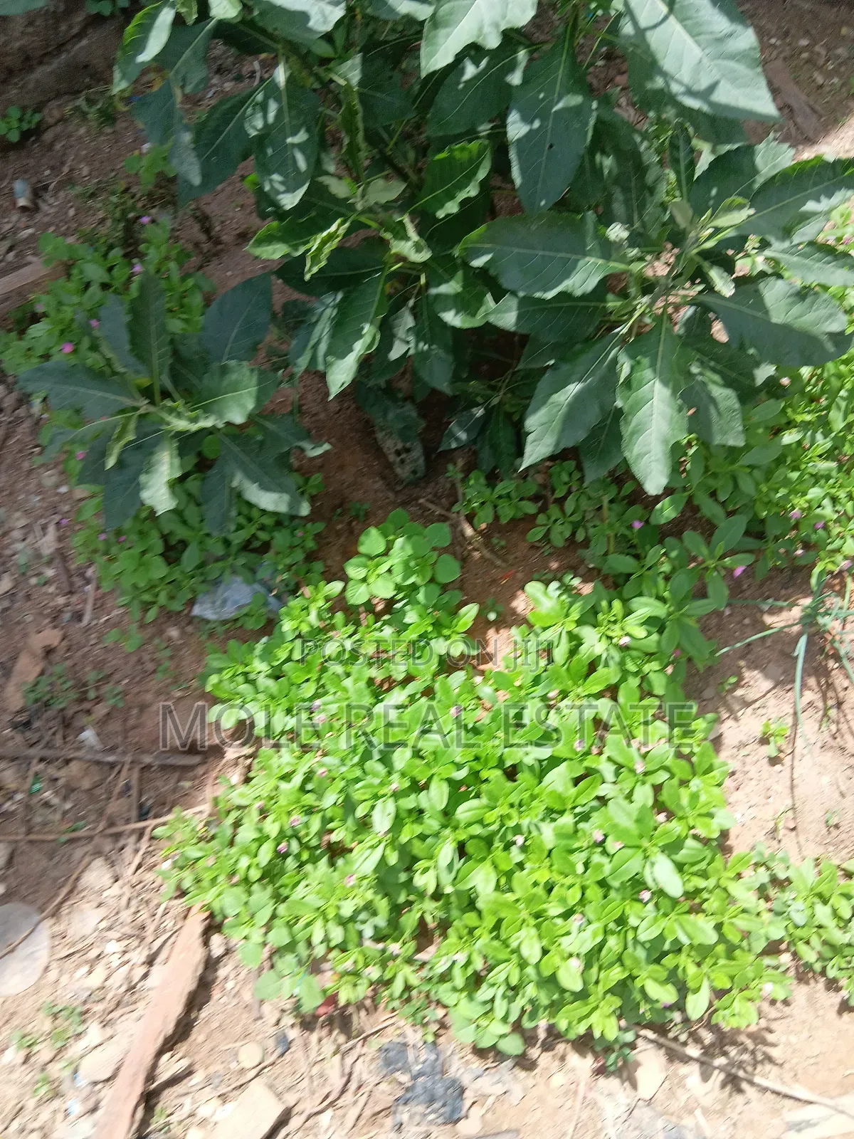 5 Plots 4 Sale Awenla Ifo Ogun State in Ifo