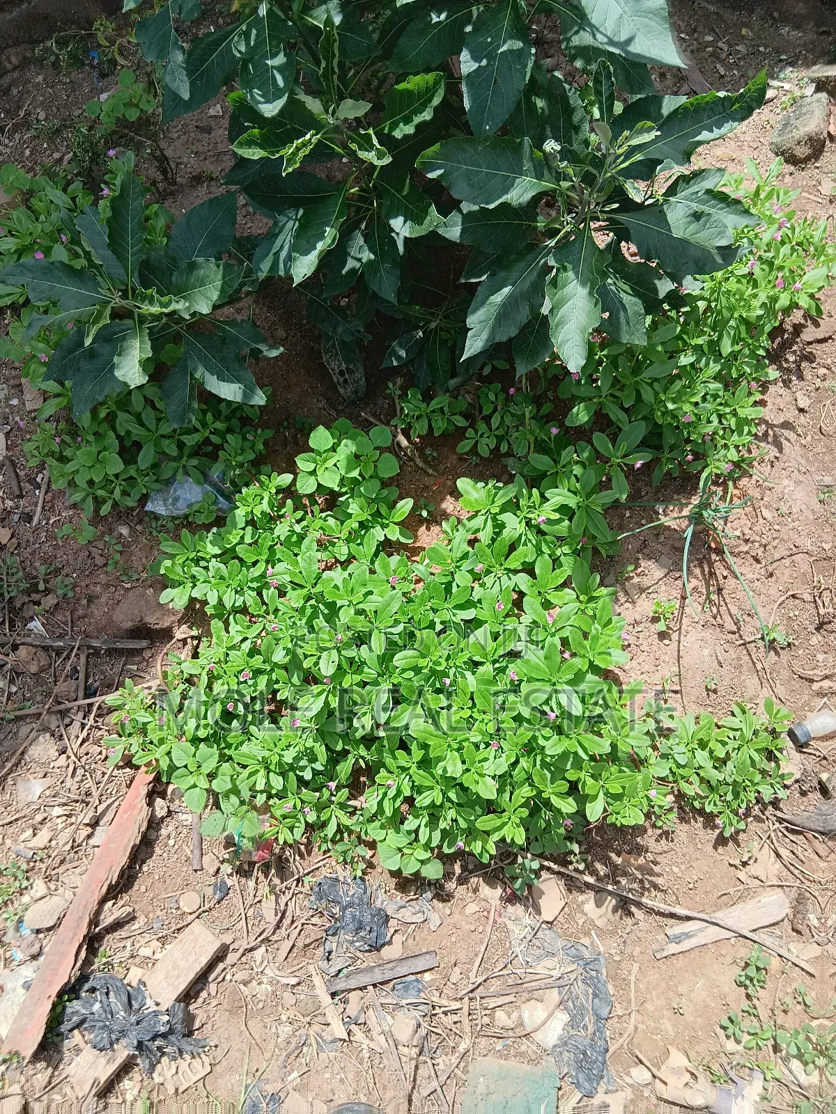 802 SQM Plot 4 Sale Cowrie Creek Estate Ikate in Ikate