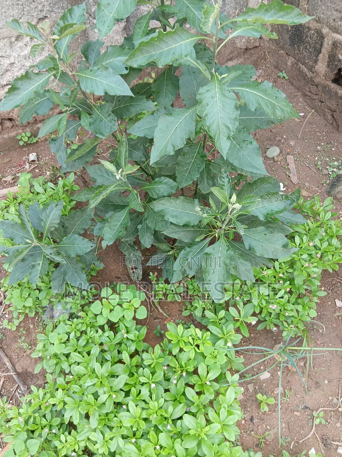 559. 330sqm Plot 4 Sale Oyadiran Estate Sabo Yaba Lagos in Sabo / Yaba