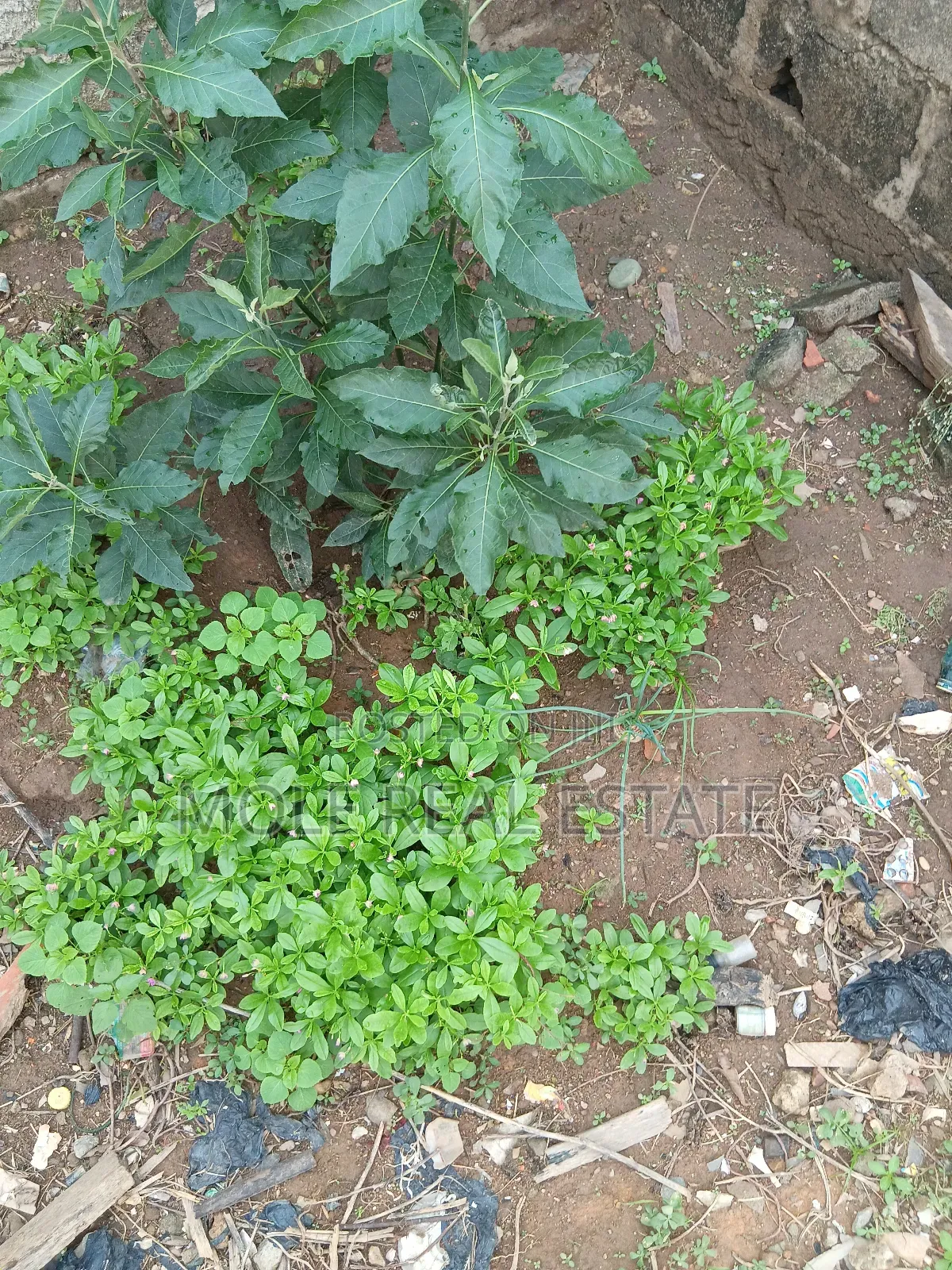 130, 000sqm (13 Hecters ) 4 Sale Maiyegun Jakande Leki in Ikoyi