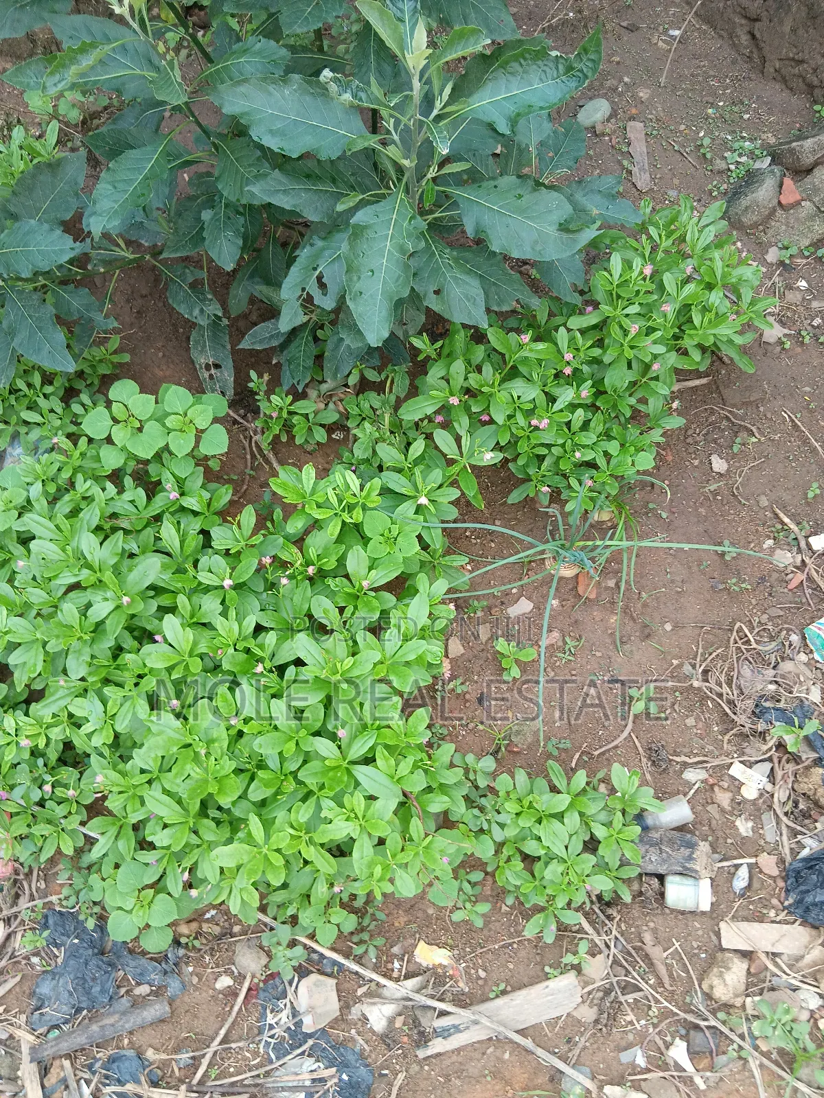 3600sqm Osborne Phase 1 Estate Ikoyi 4 Sale in Ikoyi