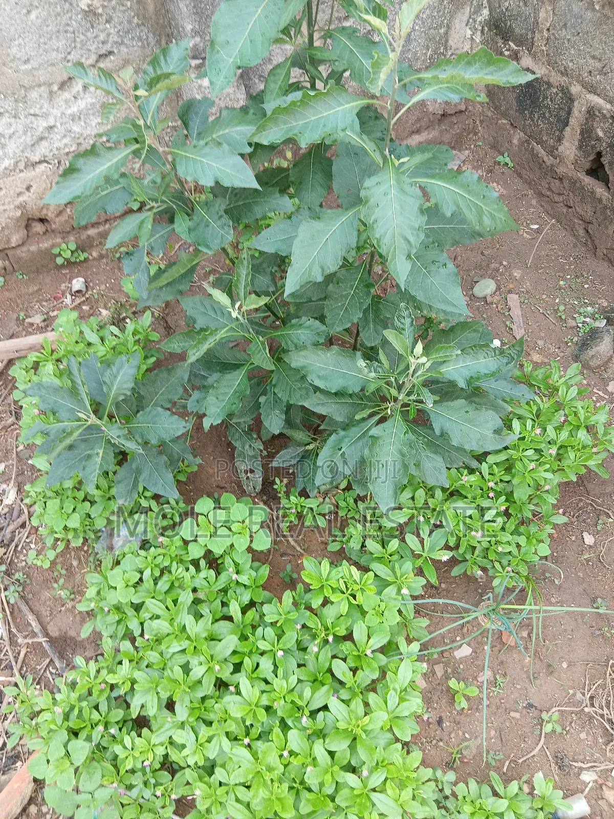 Plots Of Land Cameroon Rd Ikoyi Lagos 4 Sale Ikoyi in Ikoyi