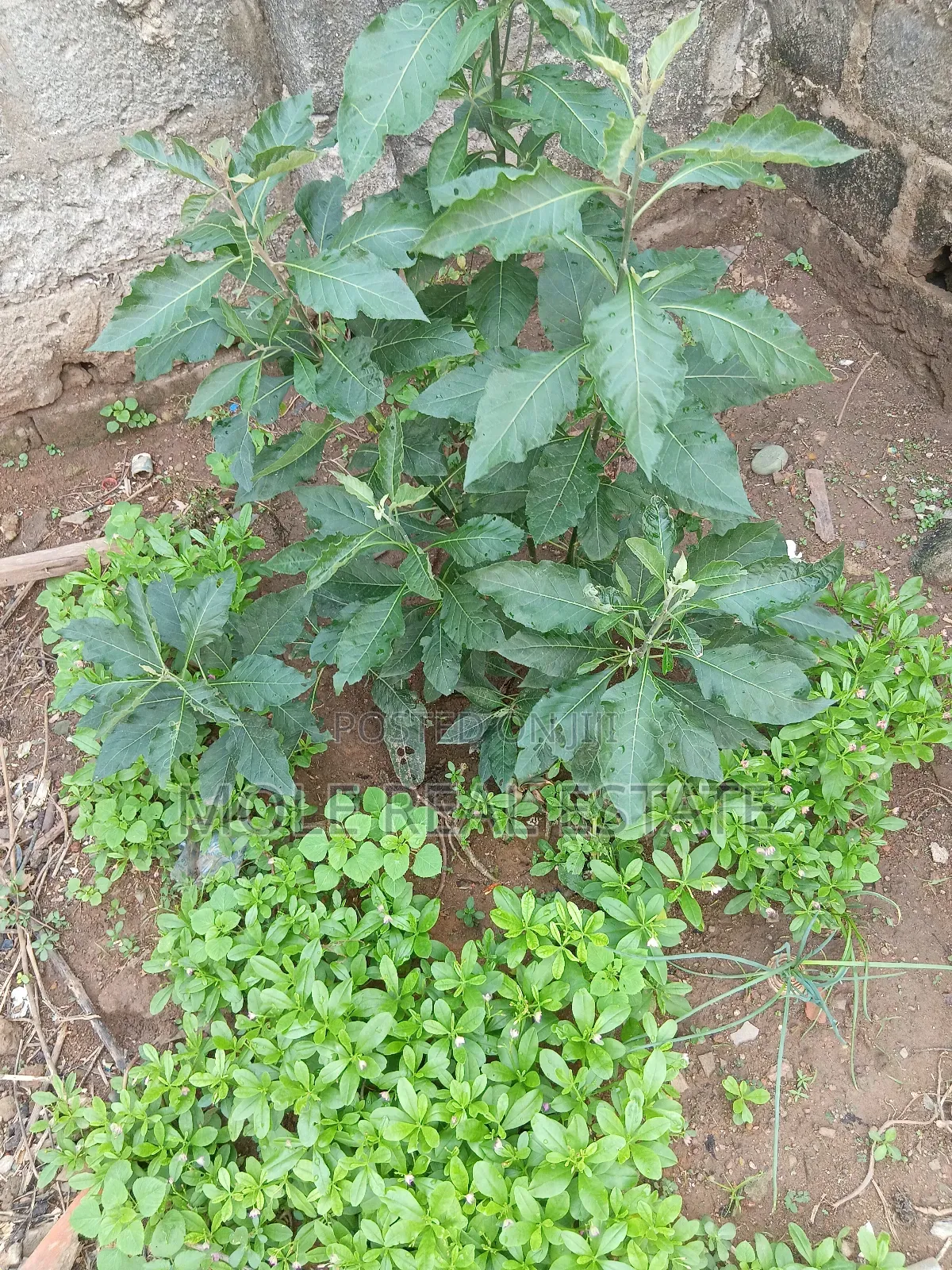 660sqm Fenced Gated 4 Sale Shasha Egbeda Alimosho Lagos in Shasha