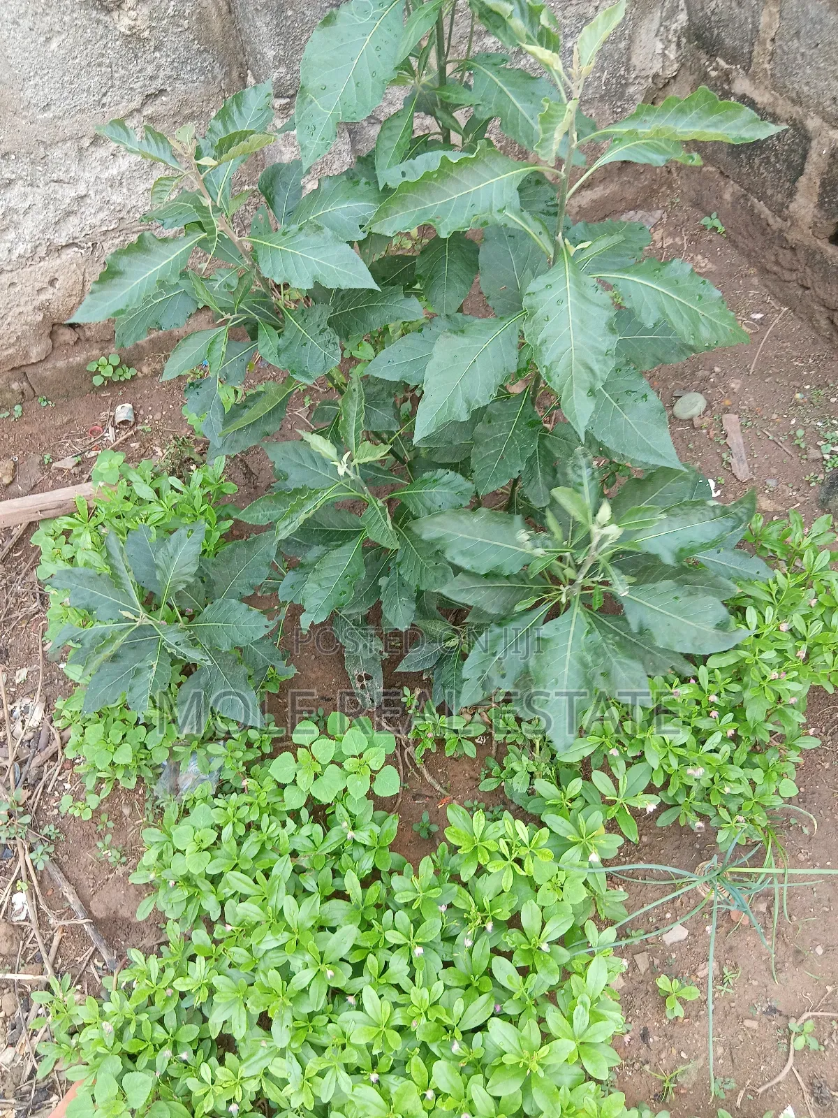 660sqm Fenced Gated 4 Sale Shasha Egbeda Alimosho Lagos in Shasha