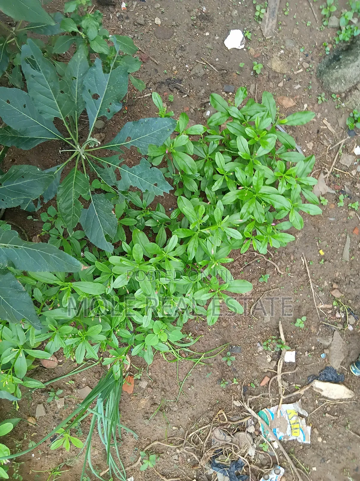 465 Acers of Land Lagos Ibàdan Expressway in Remo North