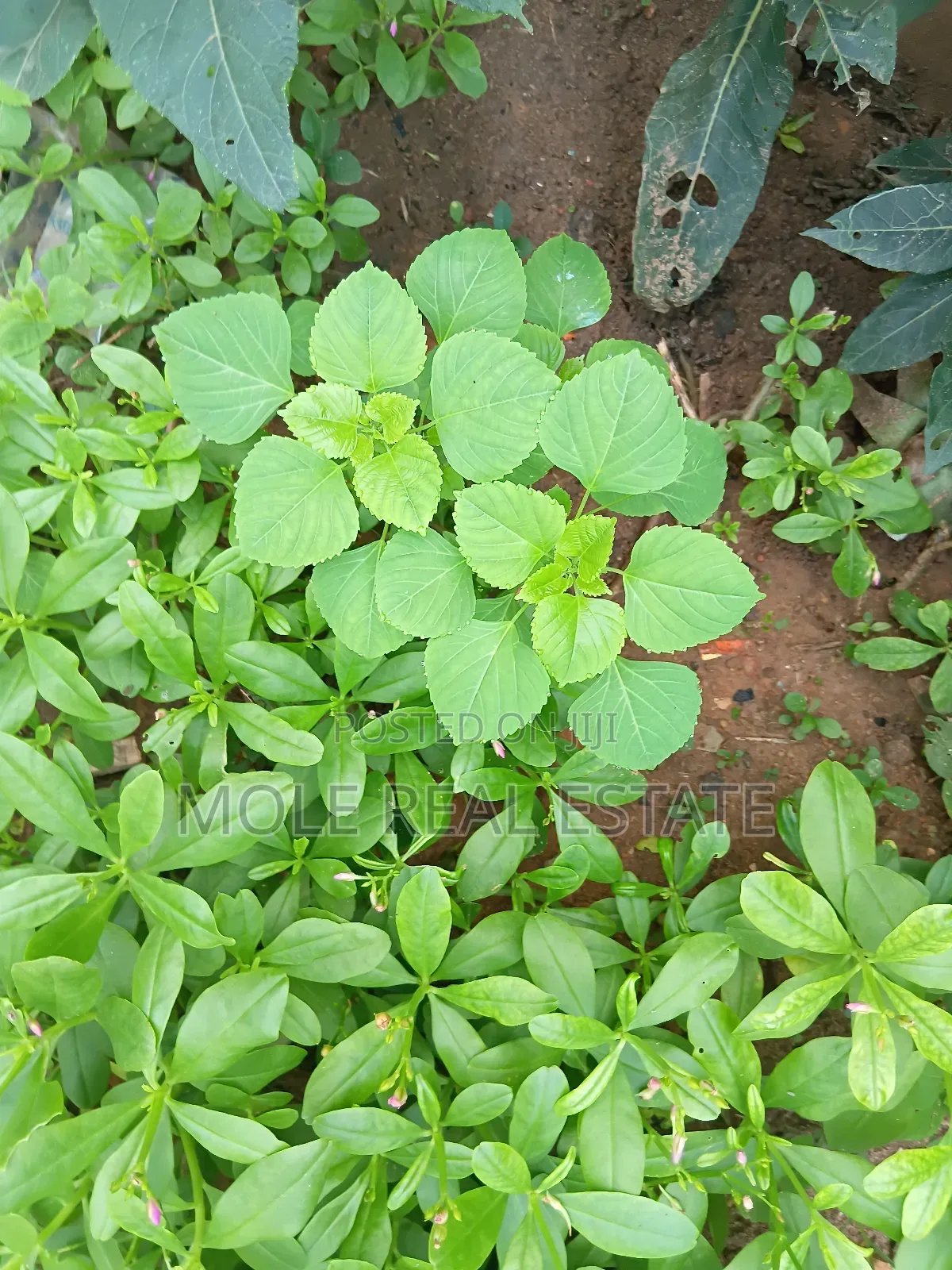 Joint Venture (Jv ) Awoyaya Opp Mayfair Garden Express in Awoyaya