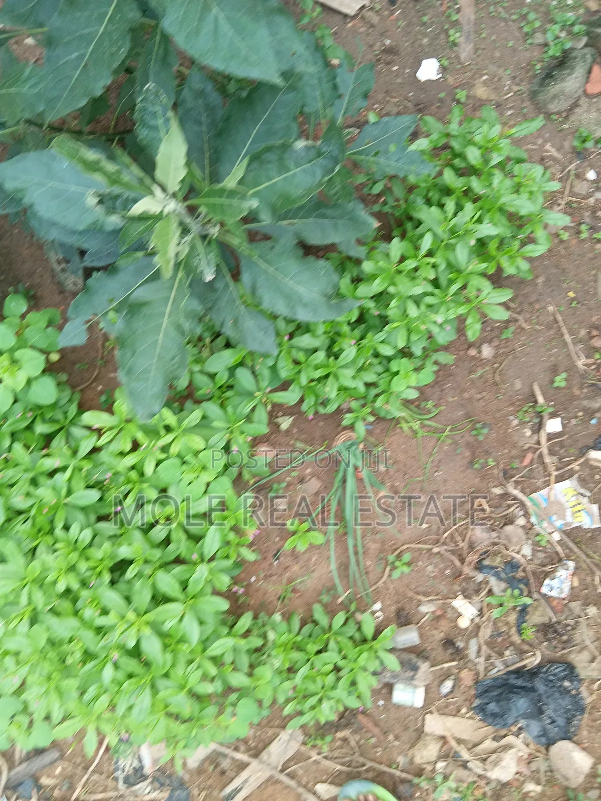 Full Plot Fenced Gated Near Egbeda Bustop Akowonjo in Akowonjo