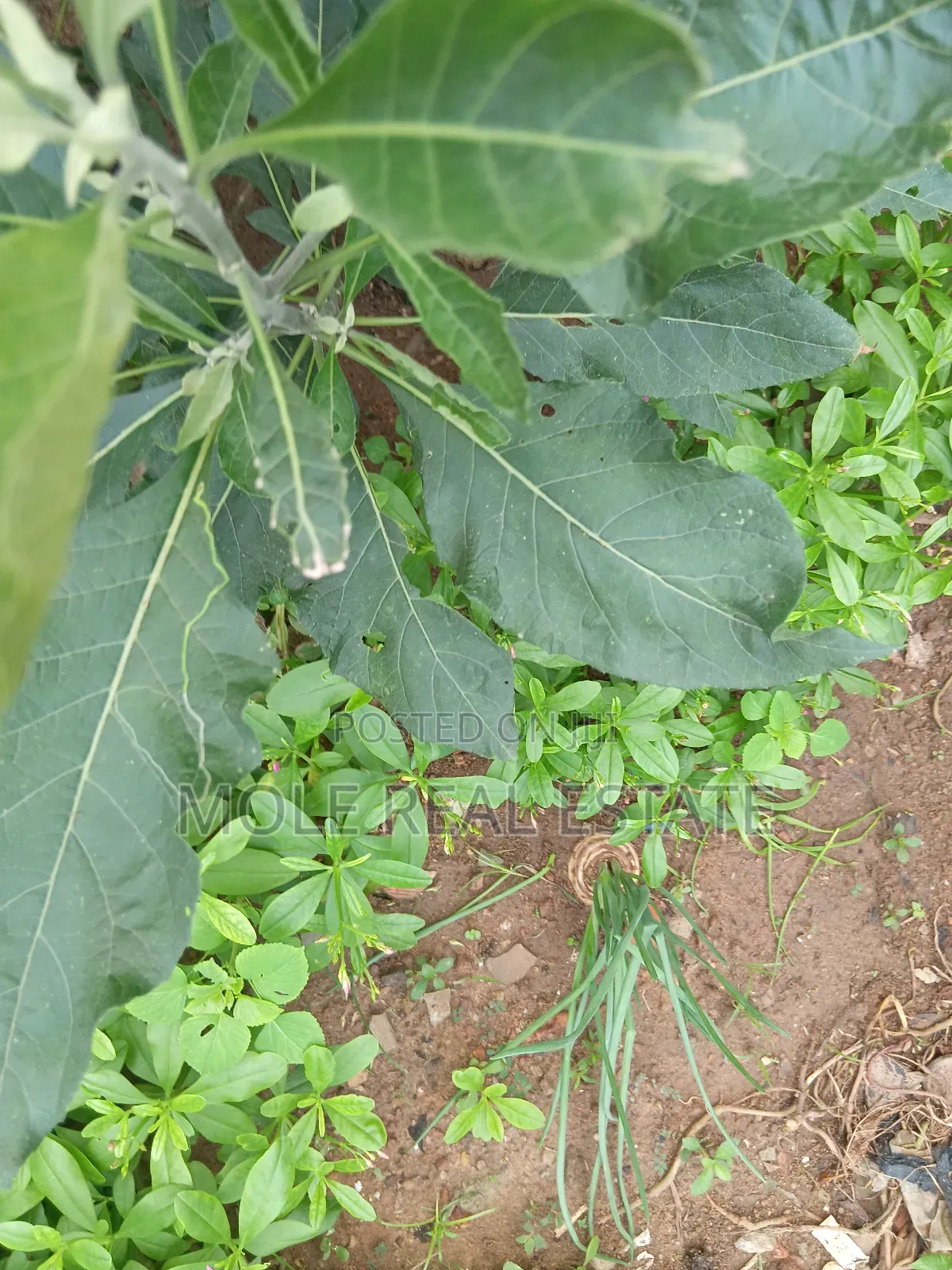 1600sqm ( Two Half ) Plots Ikotun Iguando Rd in Ikotun/Igando