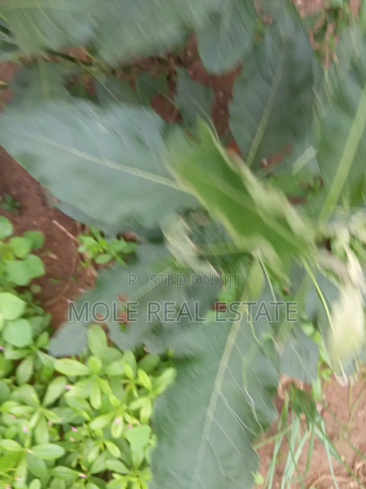 1600sqm ( Two Half ) Plots Ikotun Iguando Rd in Ikotun/Igando