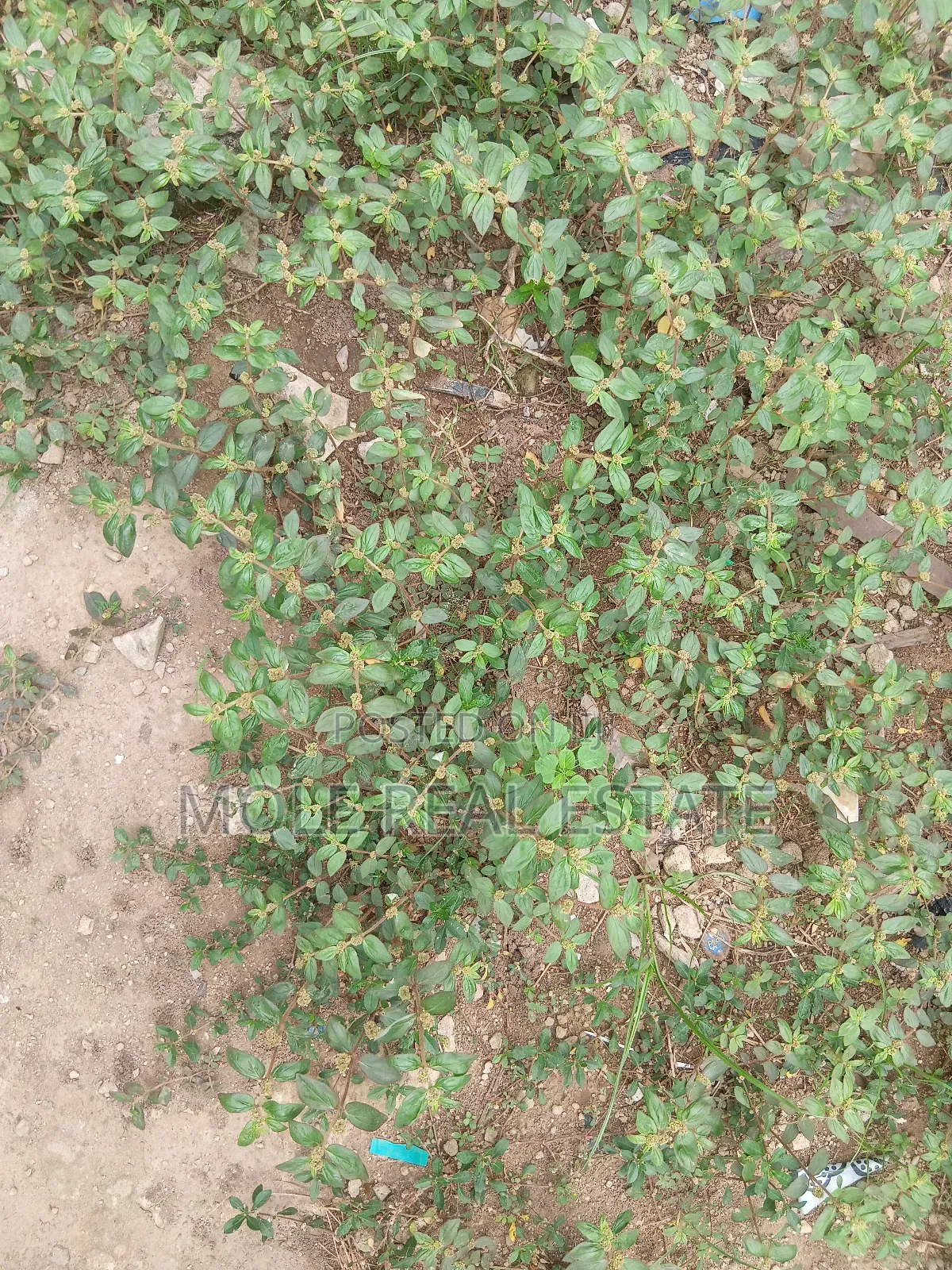 1300sqm ( 2 Plots) 4 Sale Facing Lasu Isheri Expressway in Ikotun/Igando