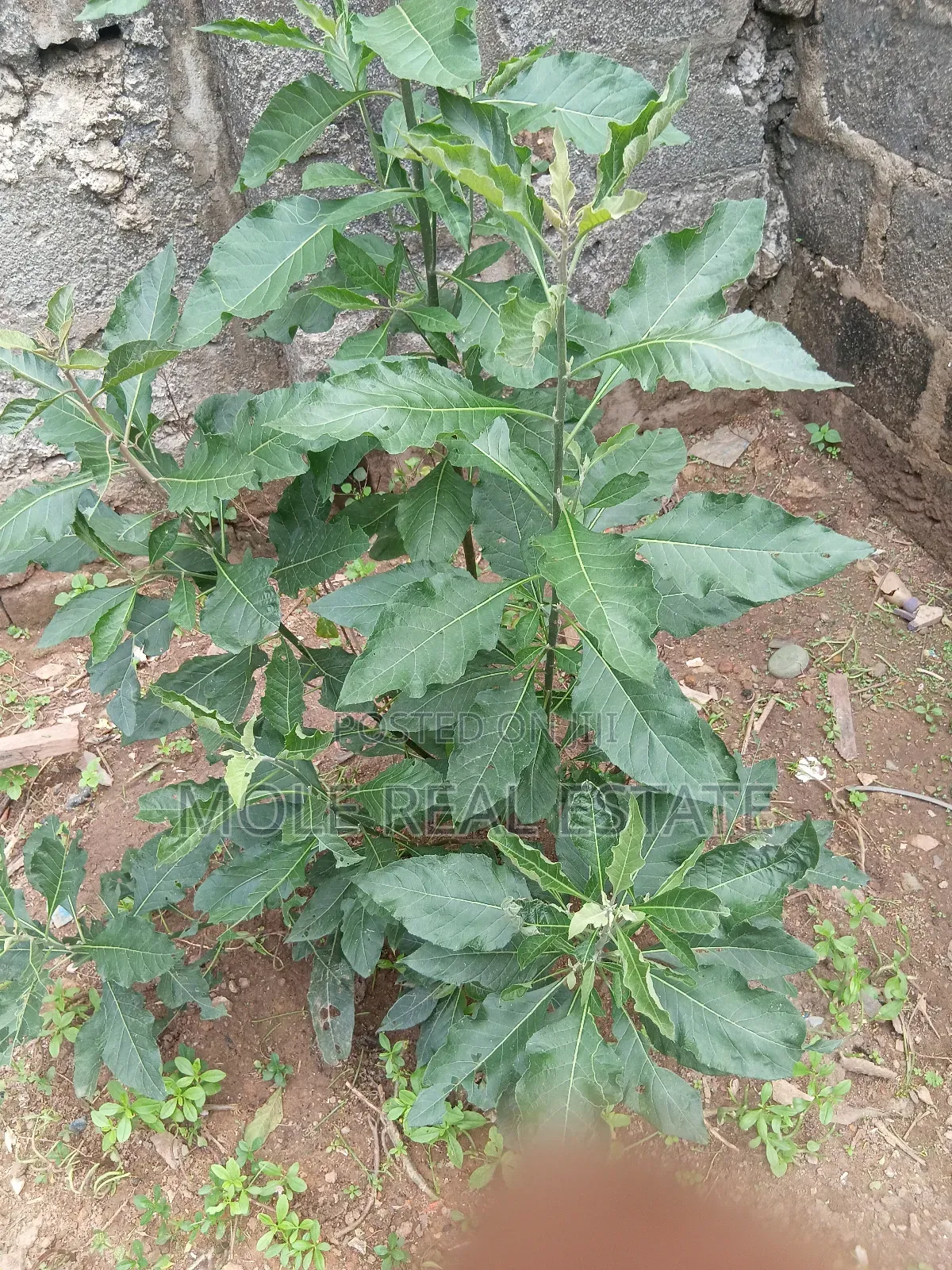 1300sqm ( 2 Plots) 4 Sale Facing Lasu Isheri Expressway in Ikotun/Igando