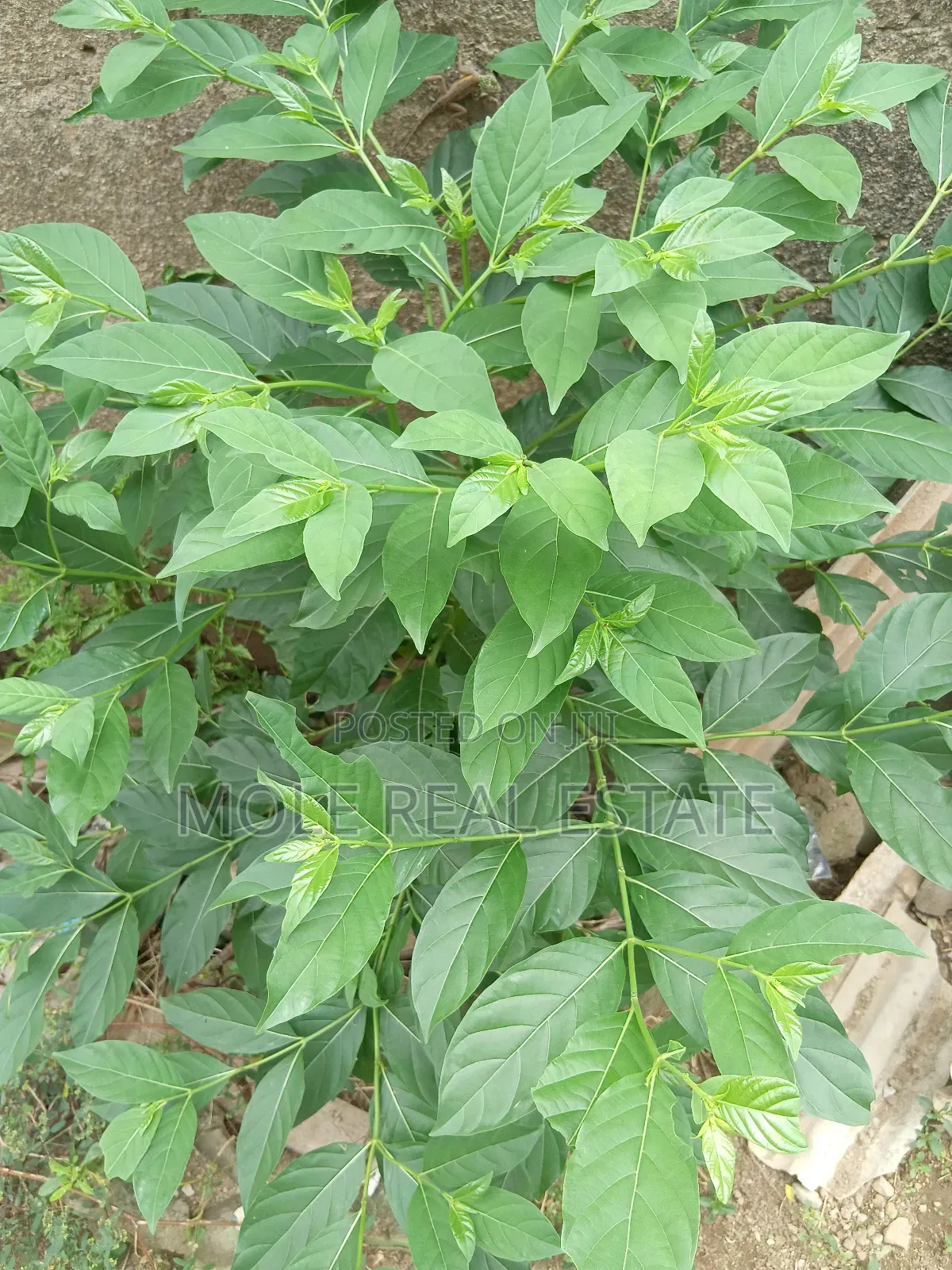 Half Plot Dopemu Agege Fence Gated Vacant Possession in Dopemu