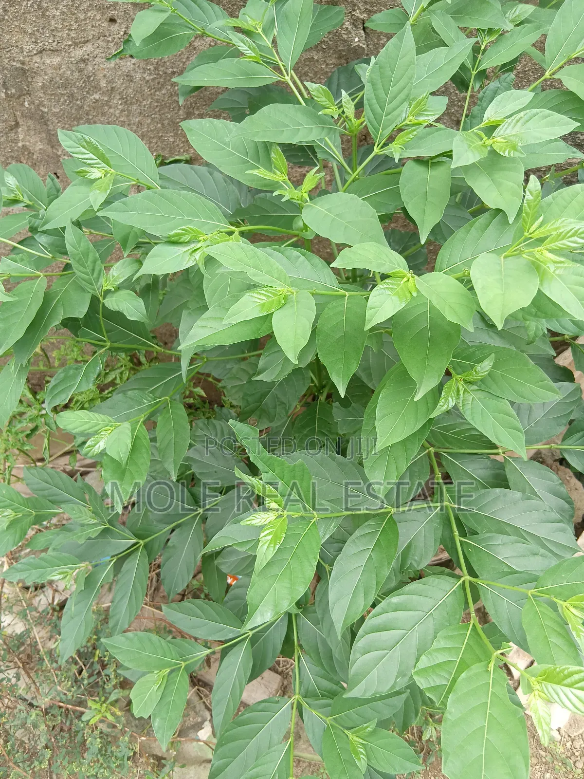 Half Plot Dopemu Agege Fence Gated Vacant Possession in Dopemu