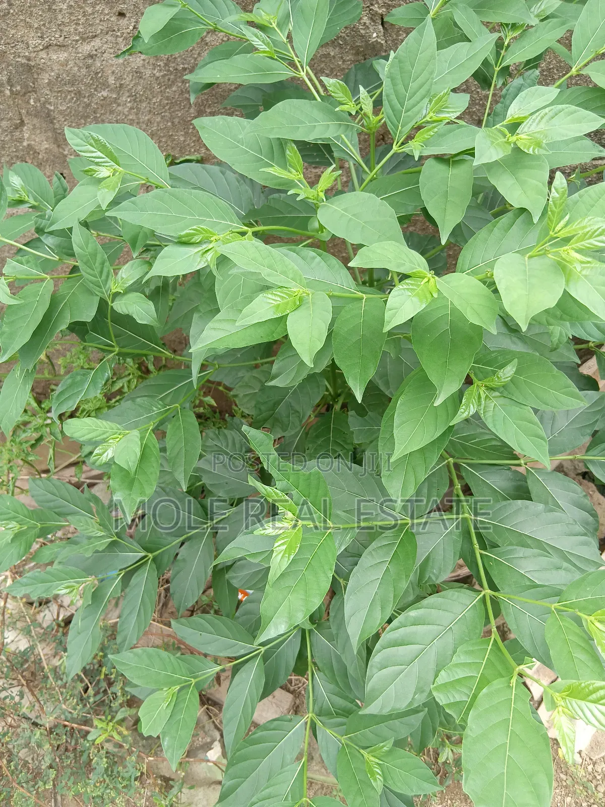 60ft/150ft Full Plot 4 Sale Zion Min. Agor Peace Estate in Ago Palace