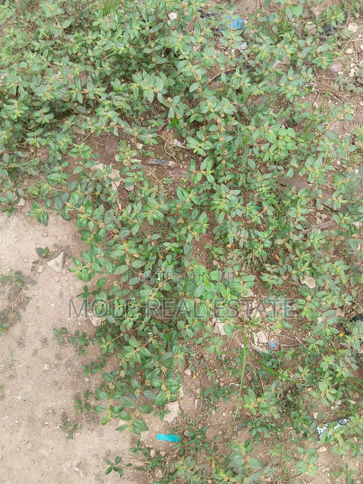 60ft/150ft Full Plot 4 Sale Zion Min. Agor Peace Estate in Ago Palace