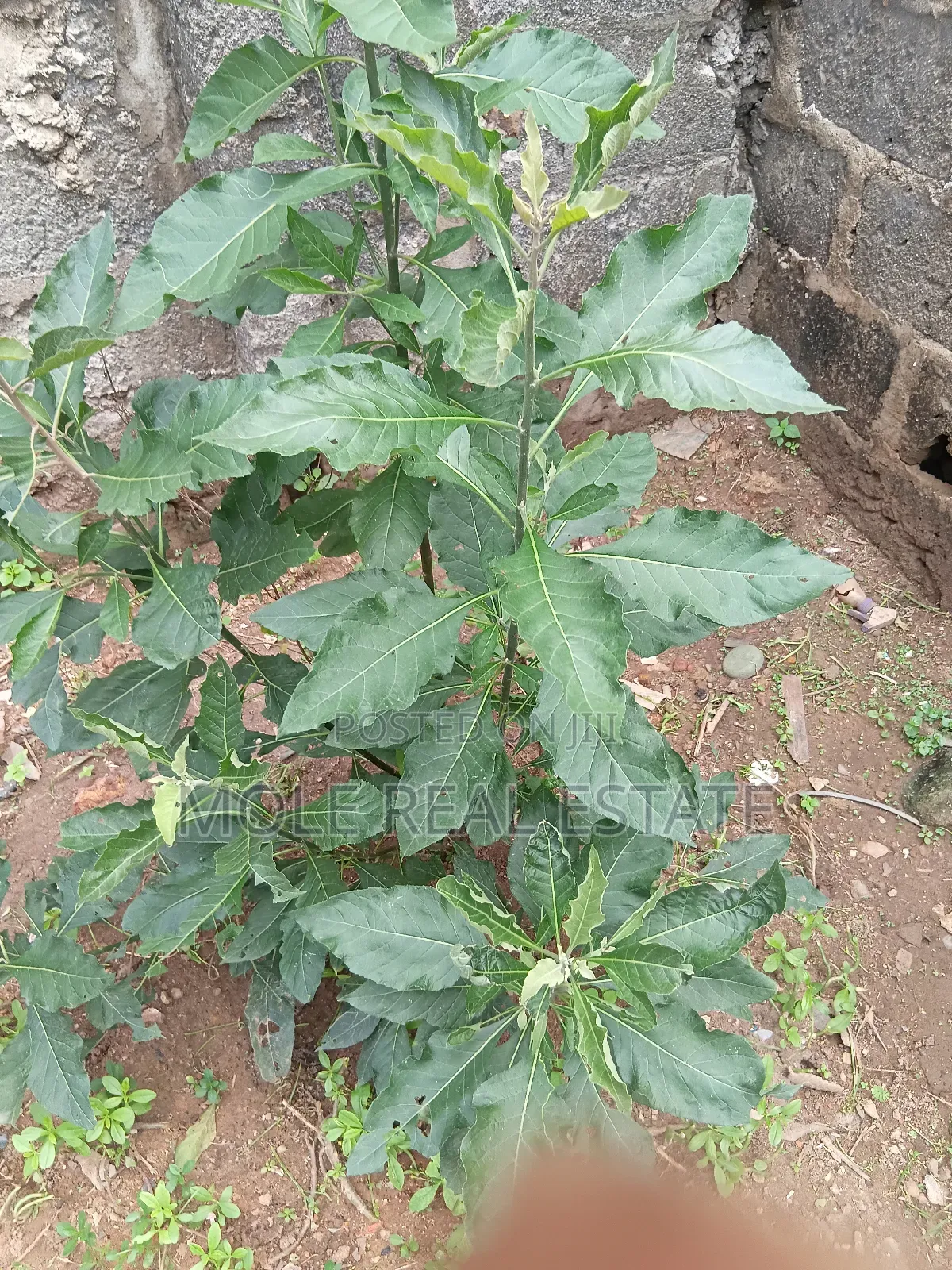 600sqm Full Plot Opp Mayfair Gaden Awoyaya Ajah in Awoyaya