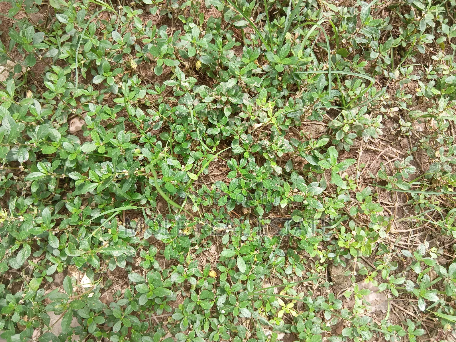 2 Plots Of Land Facing Iguando Iyana Oba Expressway in Ikotun/Igando