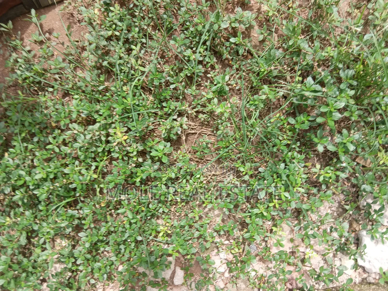 2 Plots Of Land Facing Iguando Iyana Oba Expressway in Ikotun/Igando
