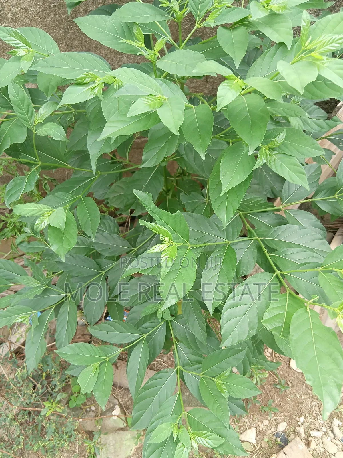 600sqm ( 60ft/120ft )Plot Facing Oja Ipaja Lagos in Ipaja