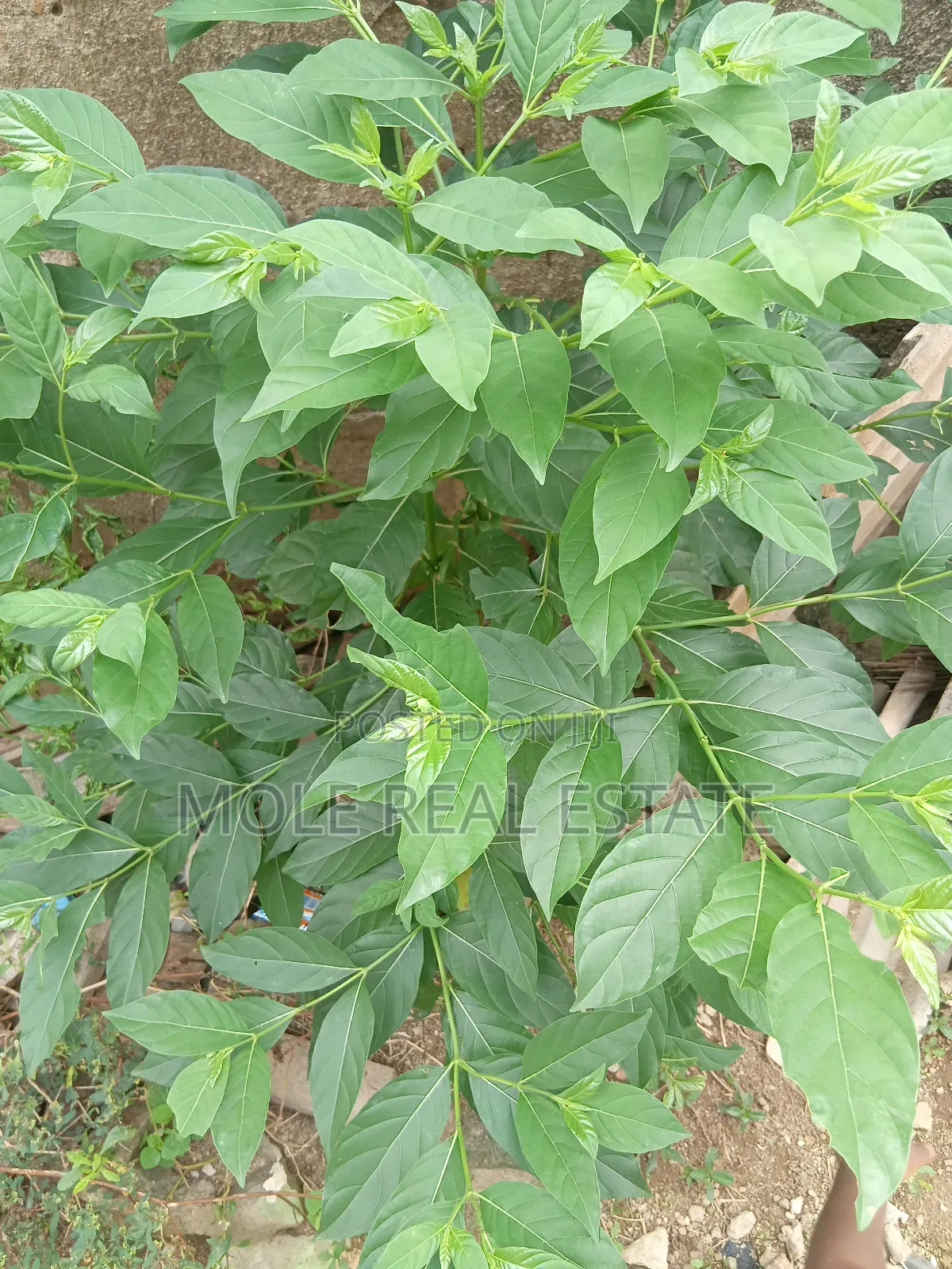 600sqm ( 60ft/120ft )Plot Facing Oja Ipaja Lagos in Ipaja