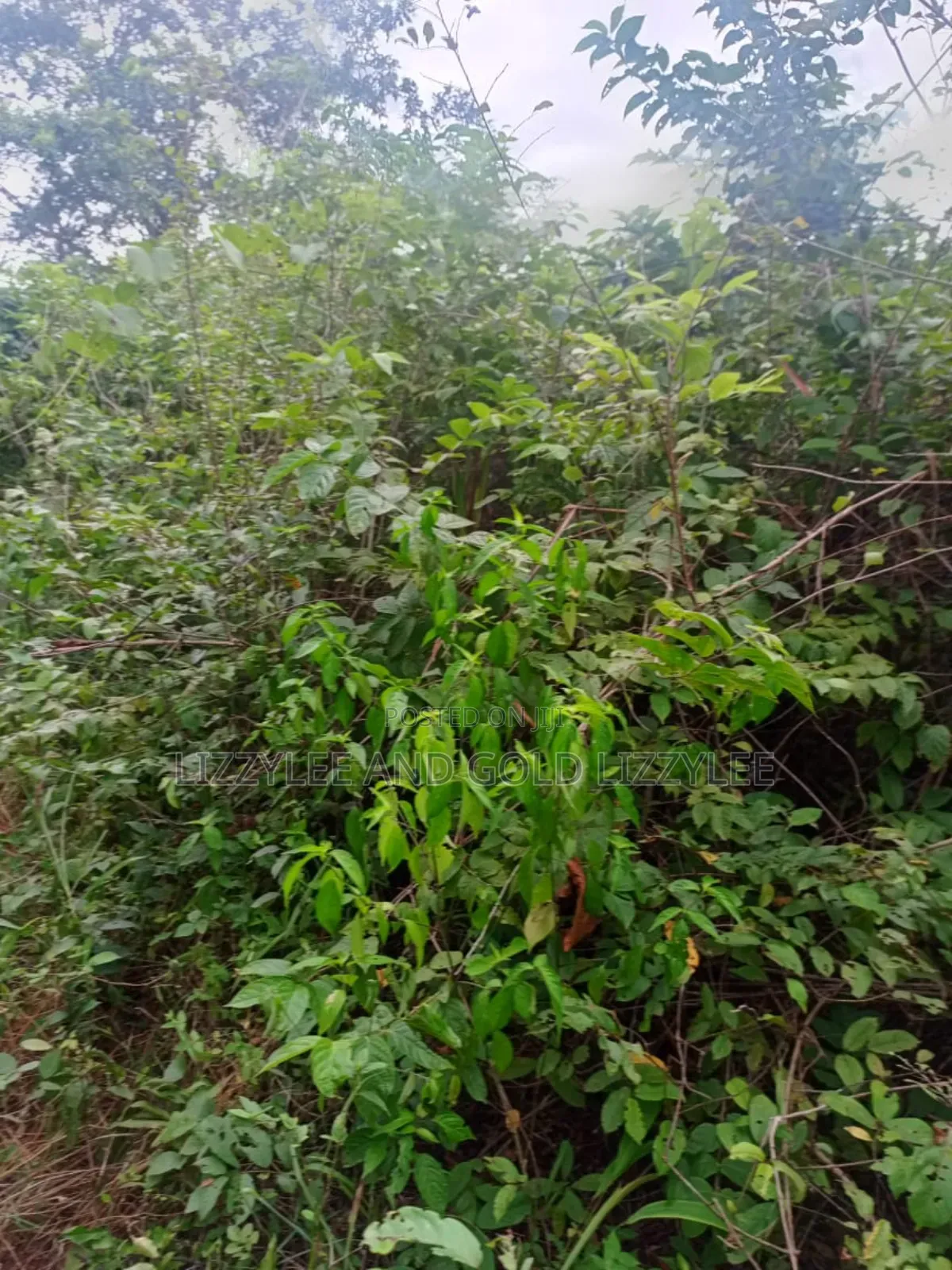 500 Acres Of Farmland For Sale in Ilaro