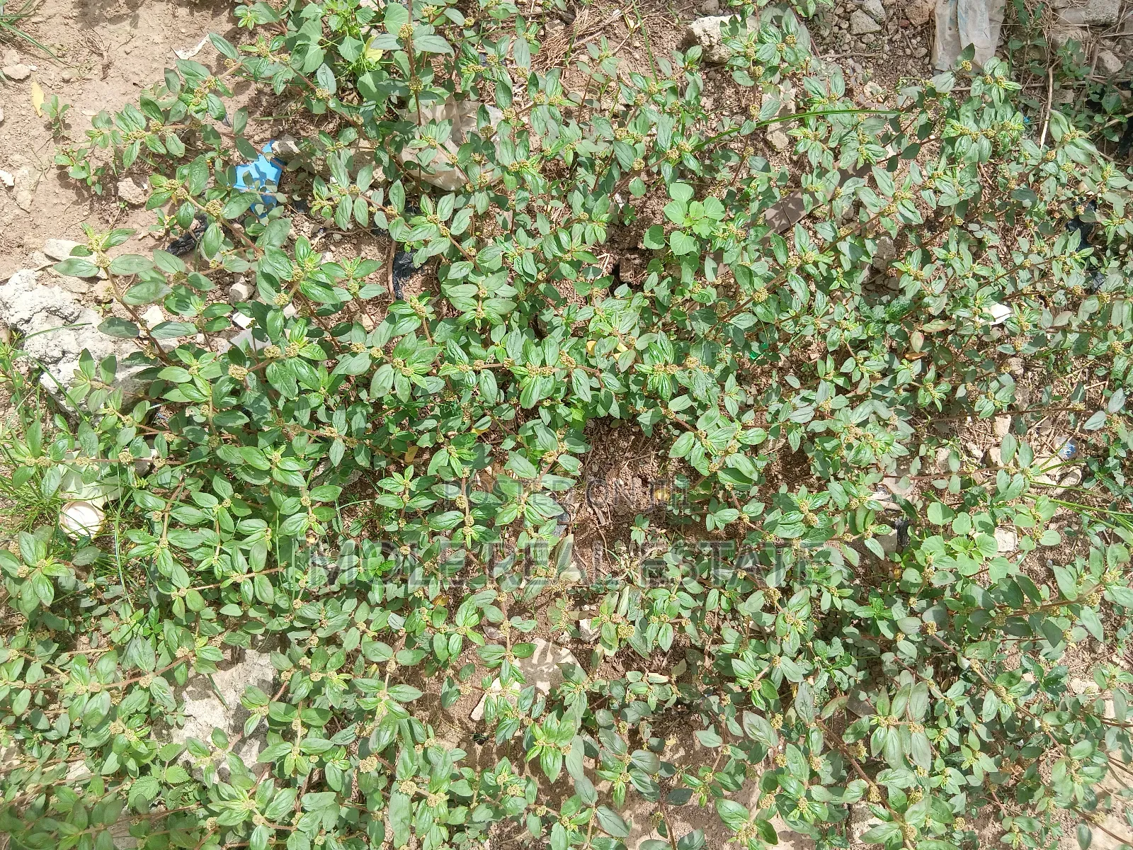 669sqm Commerc Plot Airport Rd Oshodi Isolo Way Fenced Gated in Airport Road / Oshodi