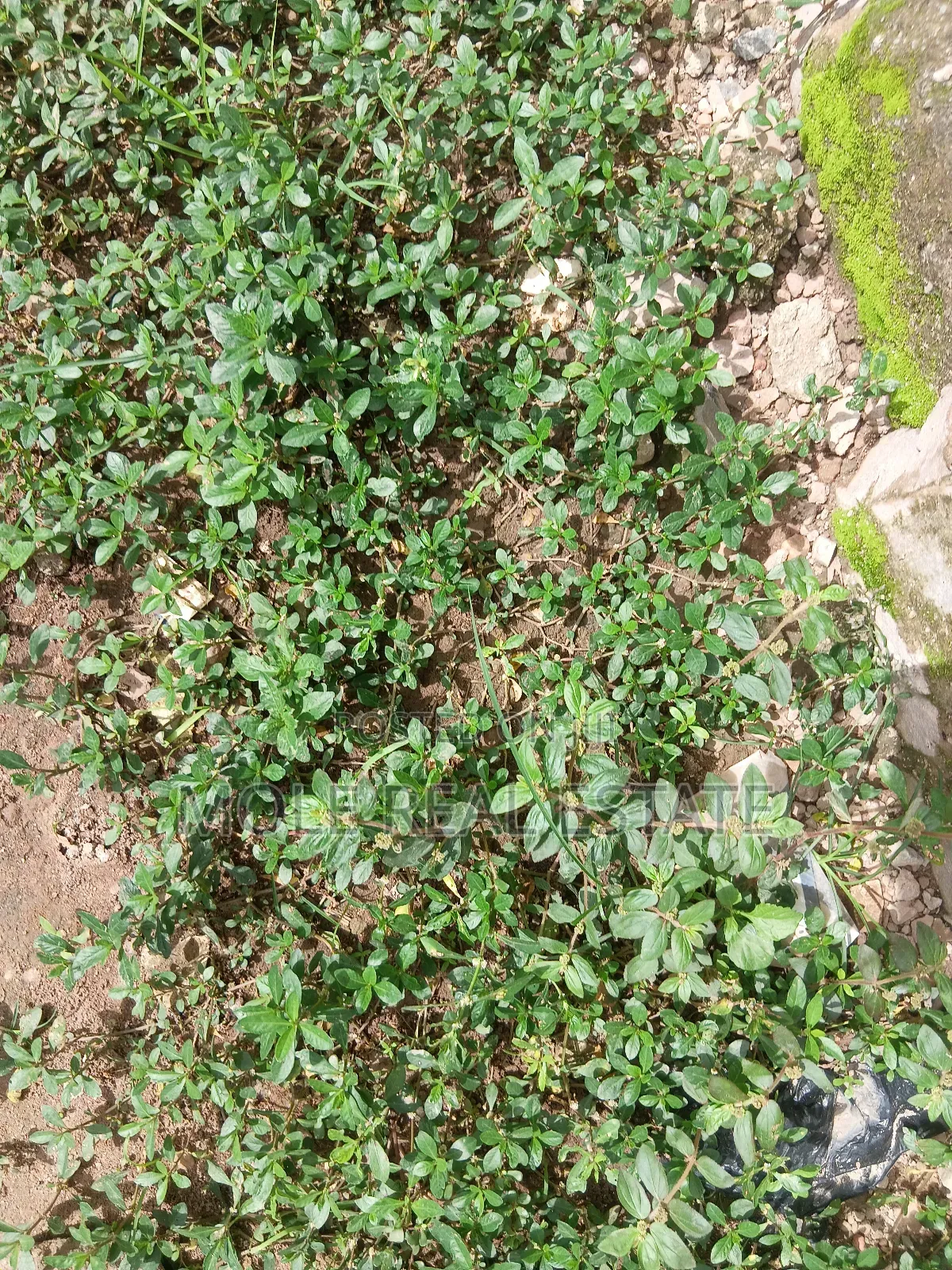 600sqm Full Plot Macualÿ Estate Igbogbo Ikorodu in Ikorodu