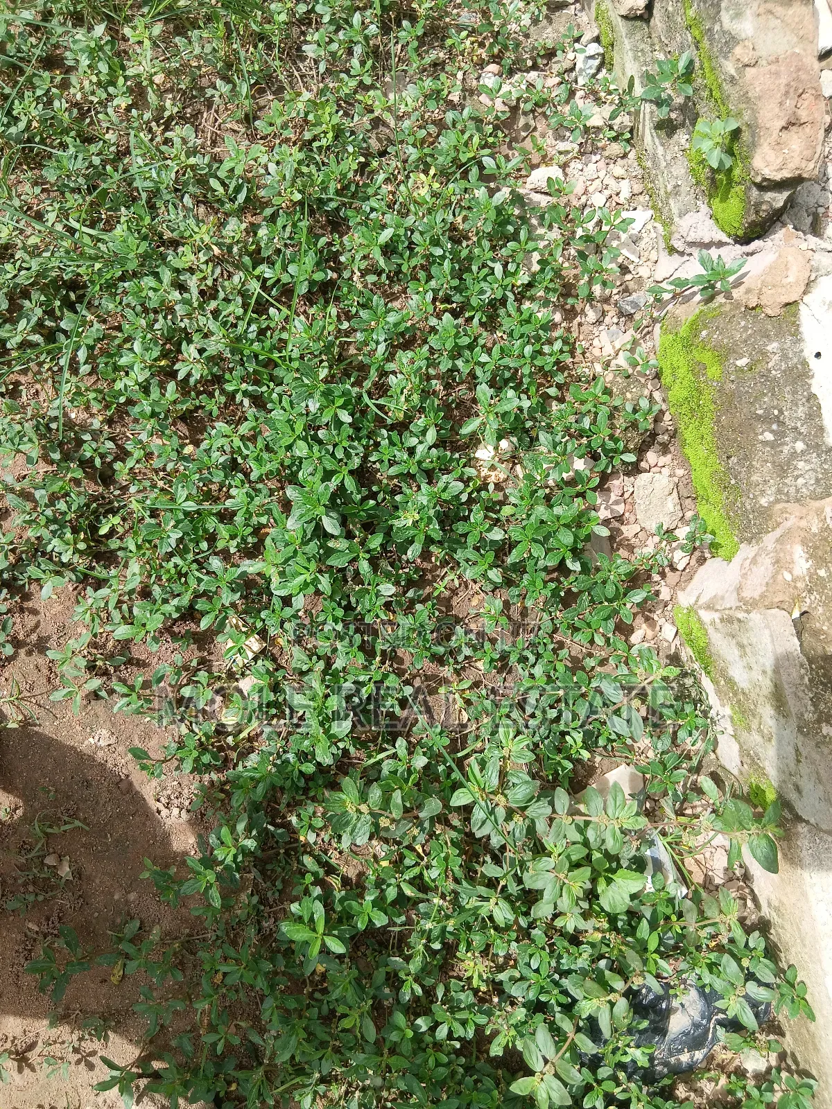 600sqm Full Plot Macualÿ Estate Igbogbo Ikorodu in Ikorodu