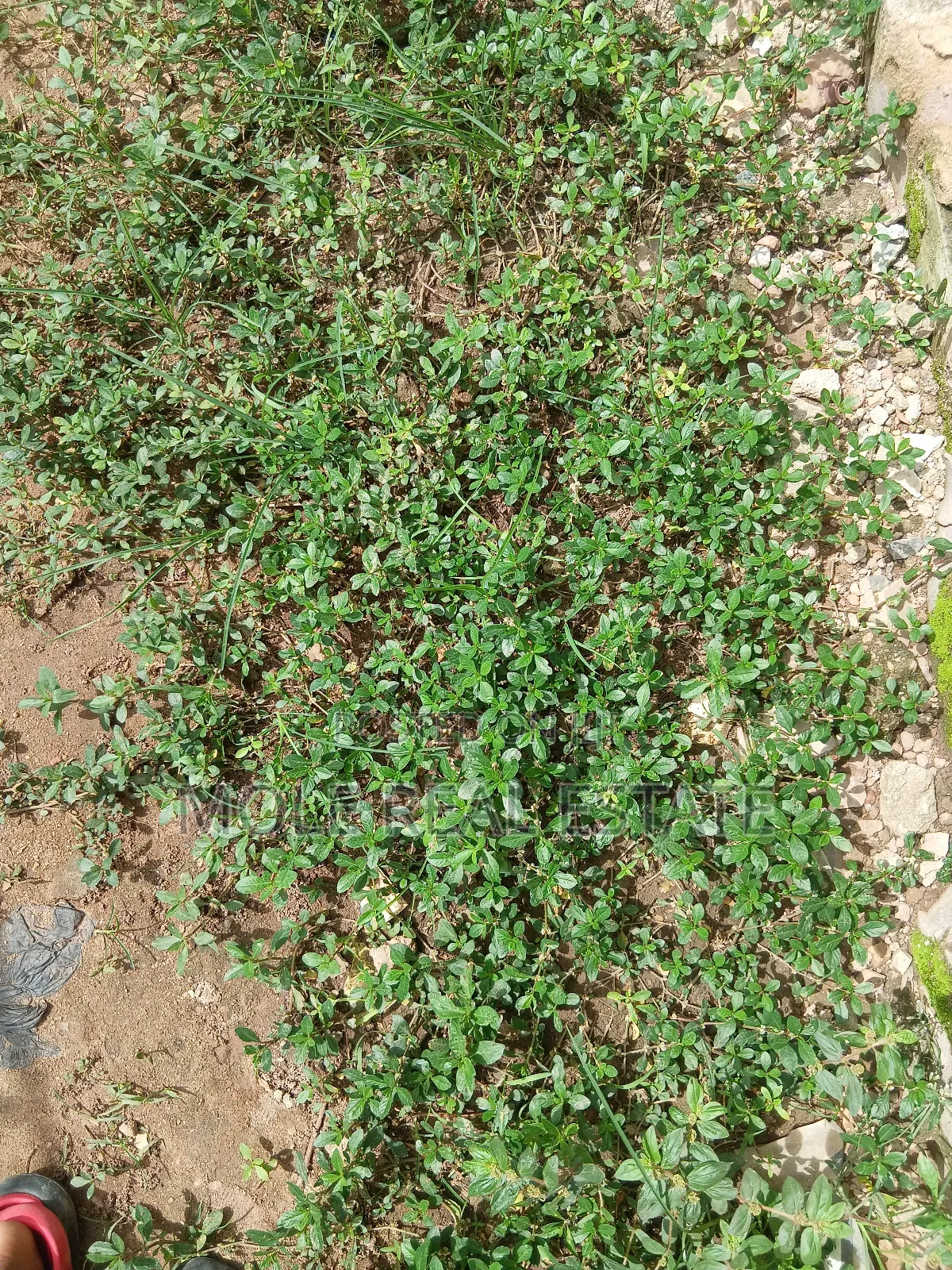 600sqm Full Plot Macualÿ Estate Igbogbo Ikorodu in Ikorodu