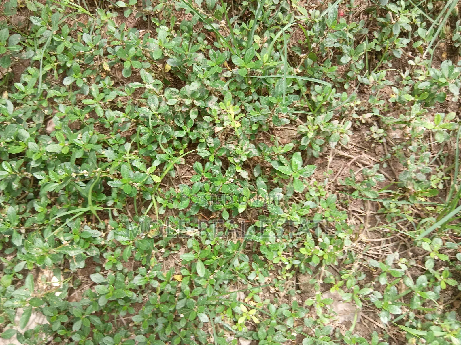 100 Acres of Industal Land Lukosi Lukosi Aralu Ogun State in Obafemi-Owode