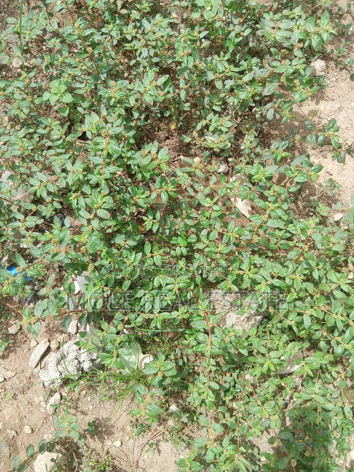 13000sqm Barre Land Bourdillion Ikoyi in Ikoyi