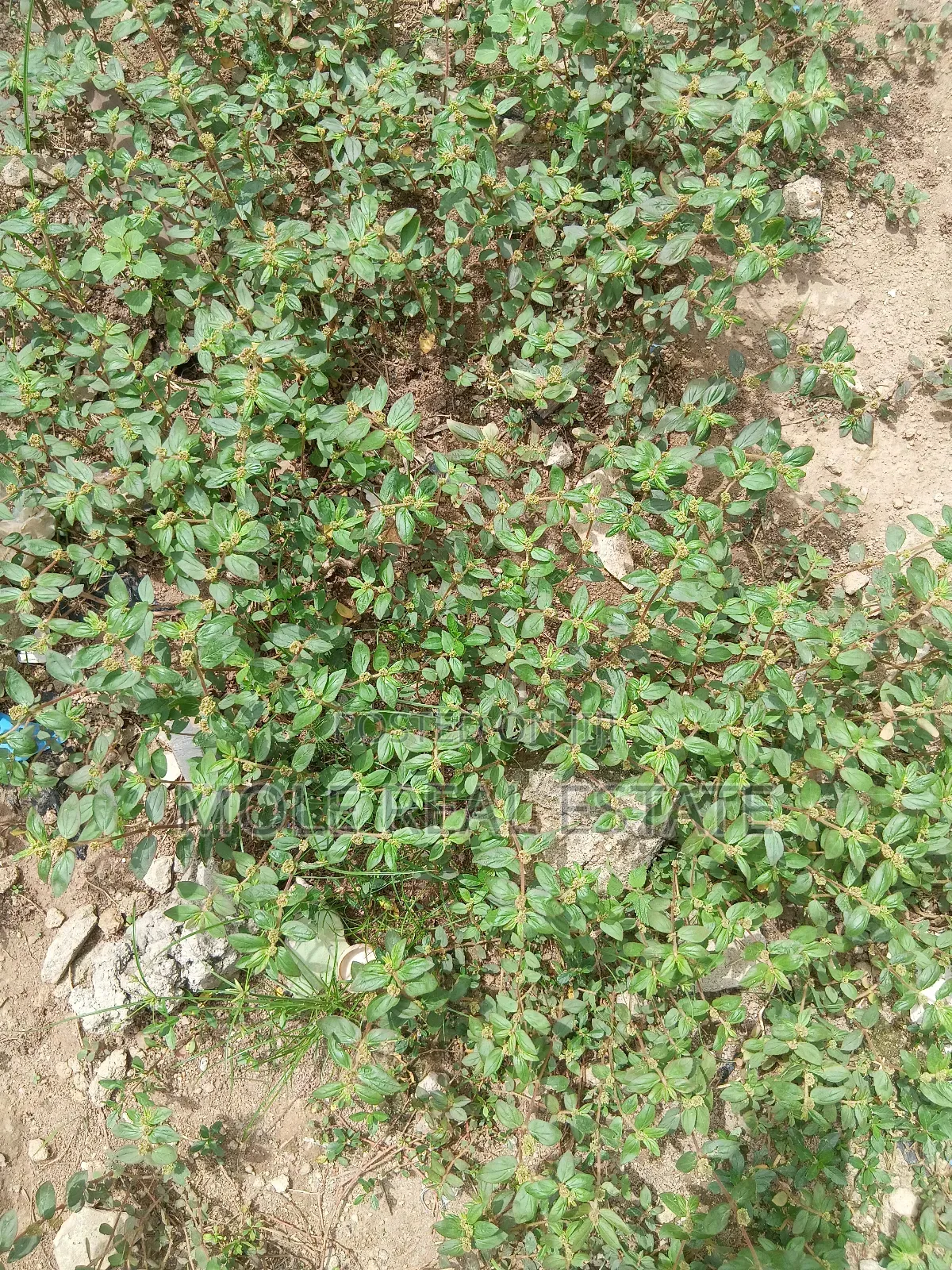 609sqm Plot on Shaw Road Old Ikoyi in Ikoyi