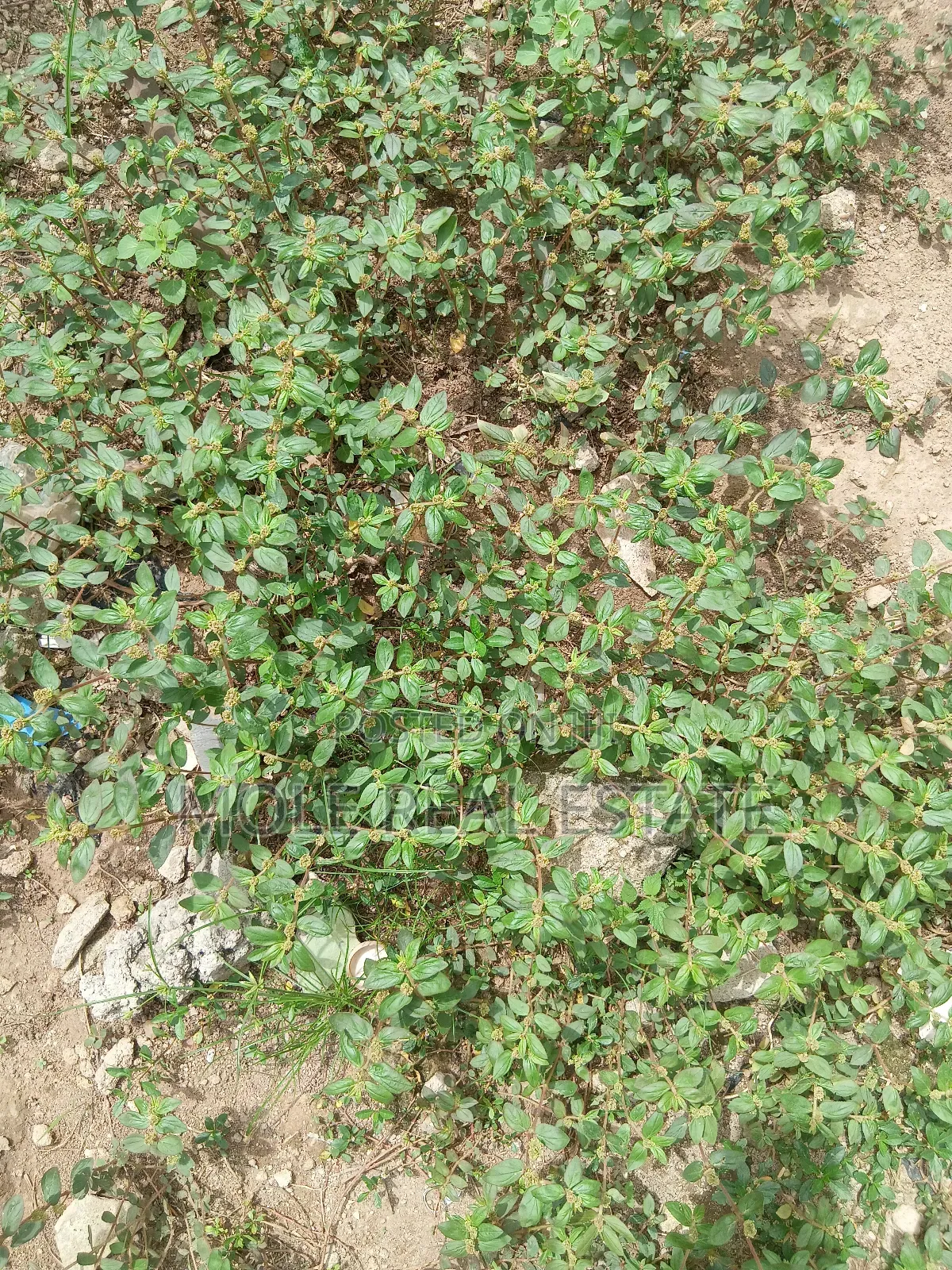 609sqm Plot on Shaw Road Old Ikoyi in Ikoyi