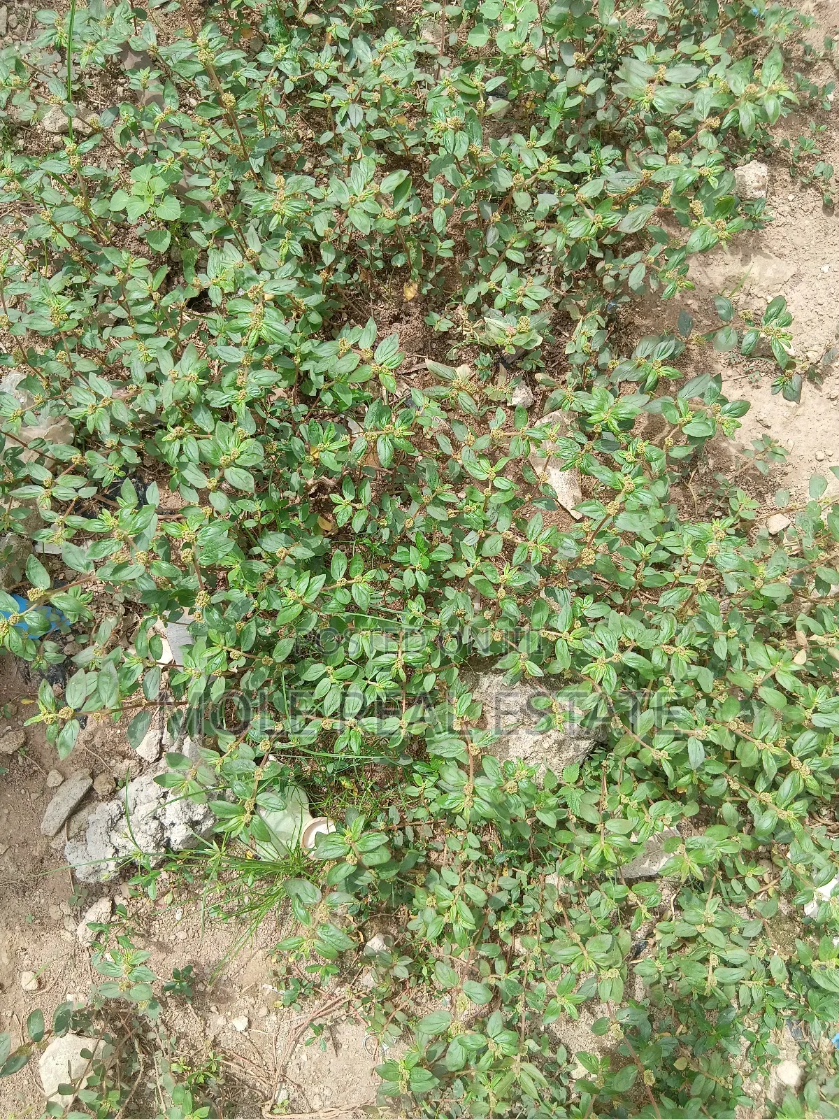 609sqm Plot on Shaw Road Old Ikoyi in Ikoyi