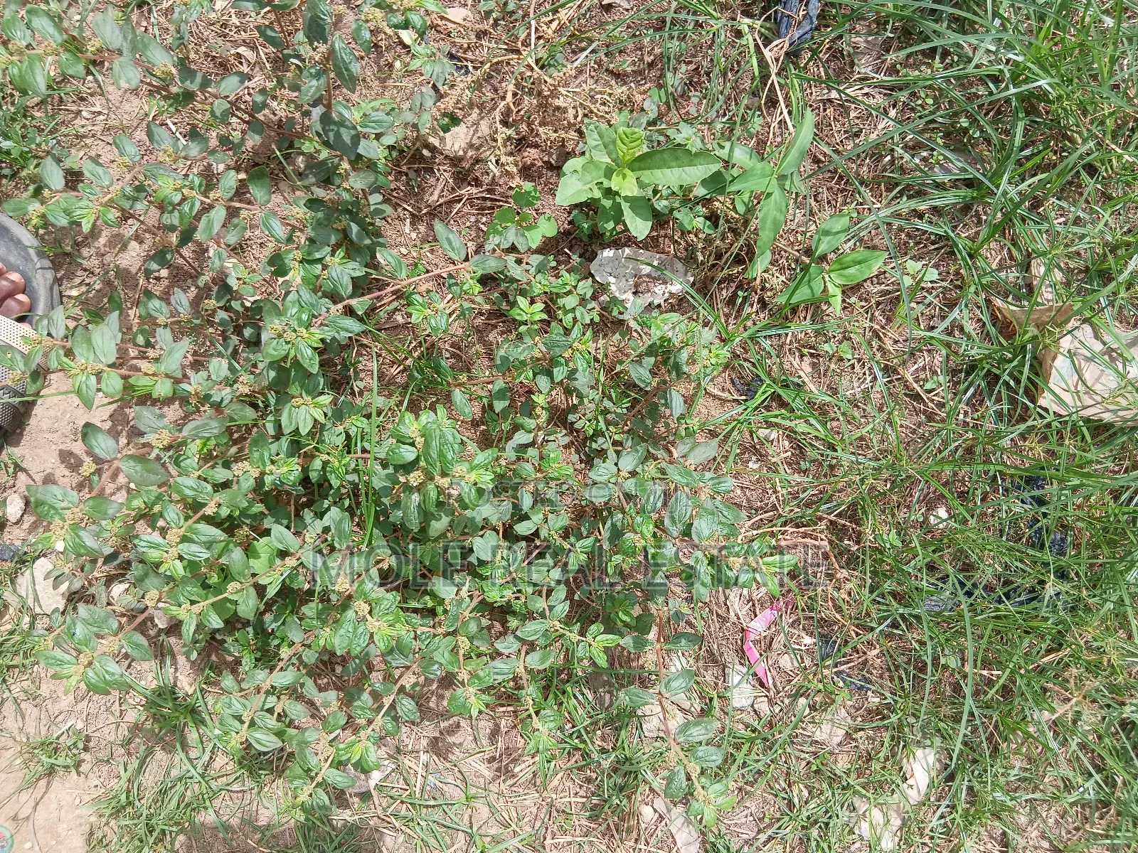 1042sqm ( Jv) Adeniyi Jones Ikeja Lagos in Adeniyi Jones