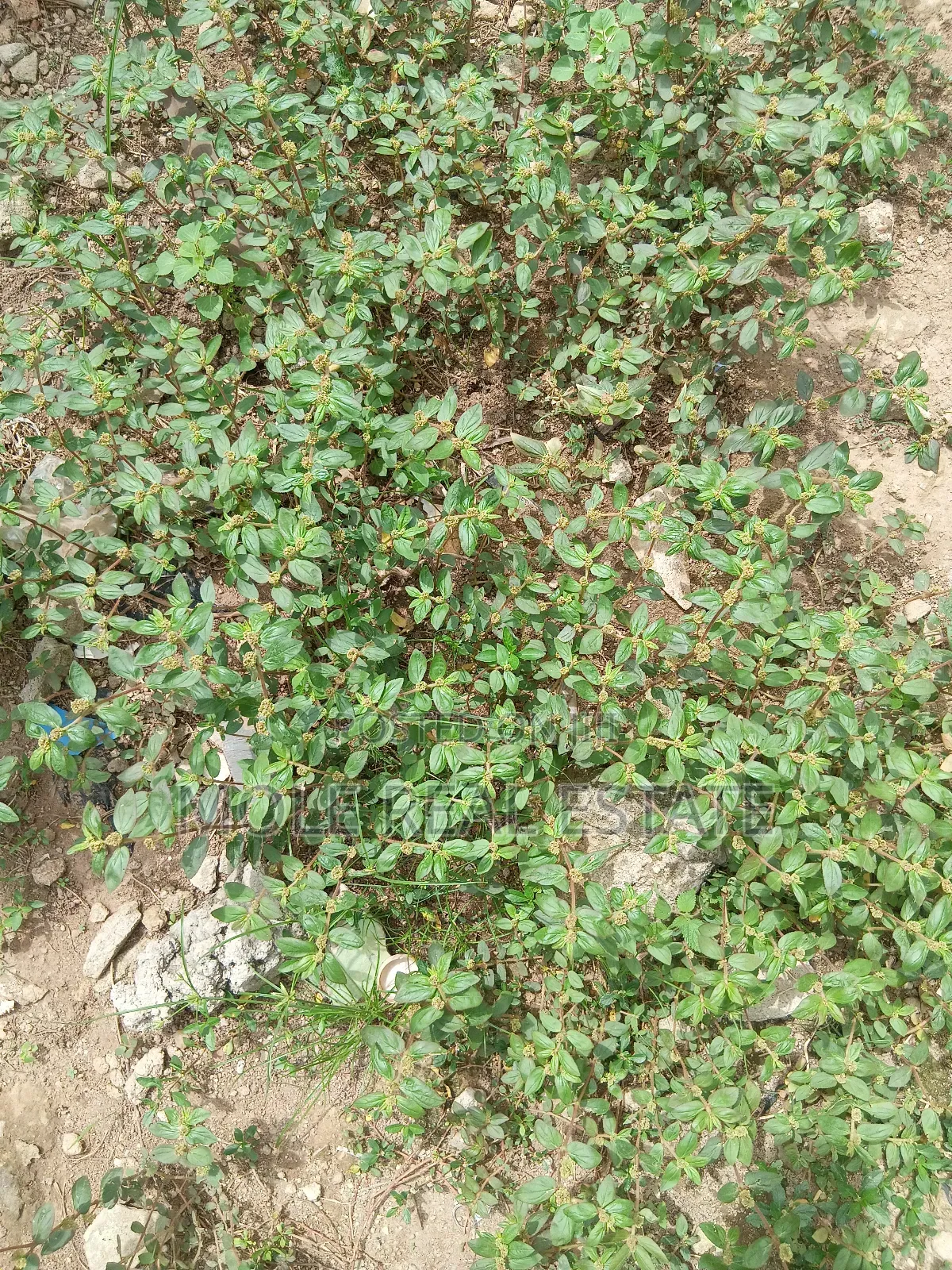 1300sqm (2 Plots) Facing Iyana Oba/ Iyana Ipaja Rd in Ojo