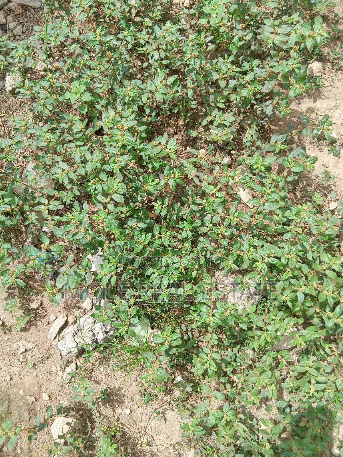 1300sqm (2 Plots) Facing Iyana Oba/ Iyana Ipaja Rd in Ojo