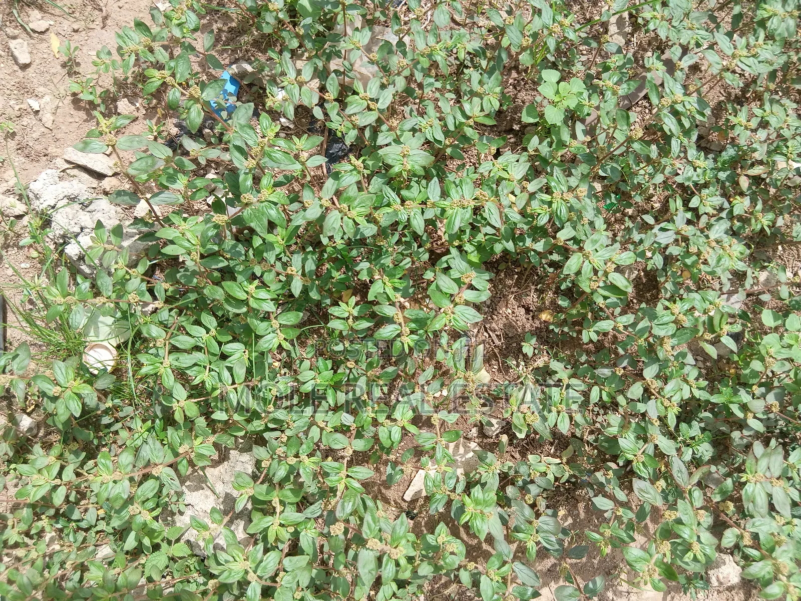 700sqm Plot Ikeja 4 Sale/(Jv ) Prime Location in Ikeja